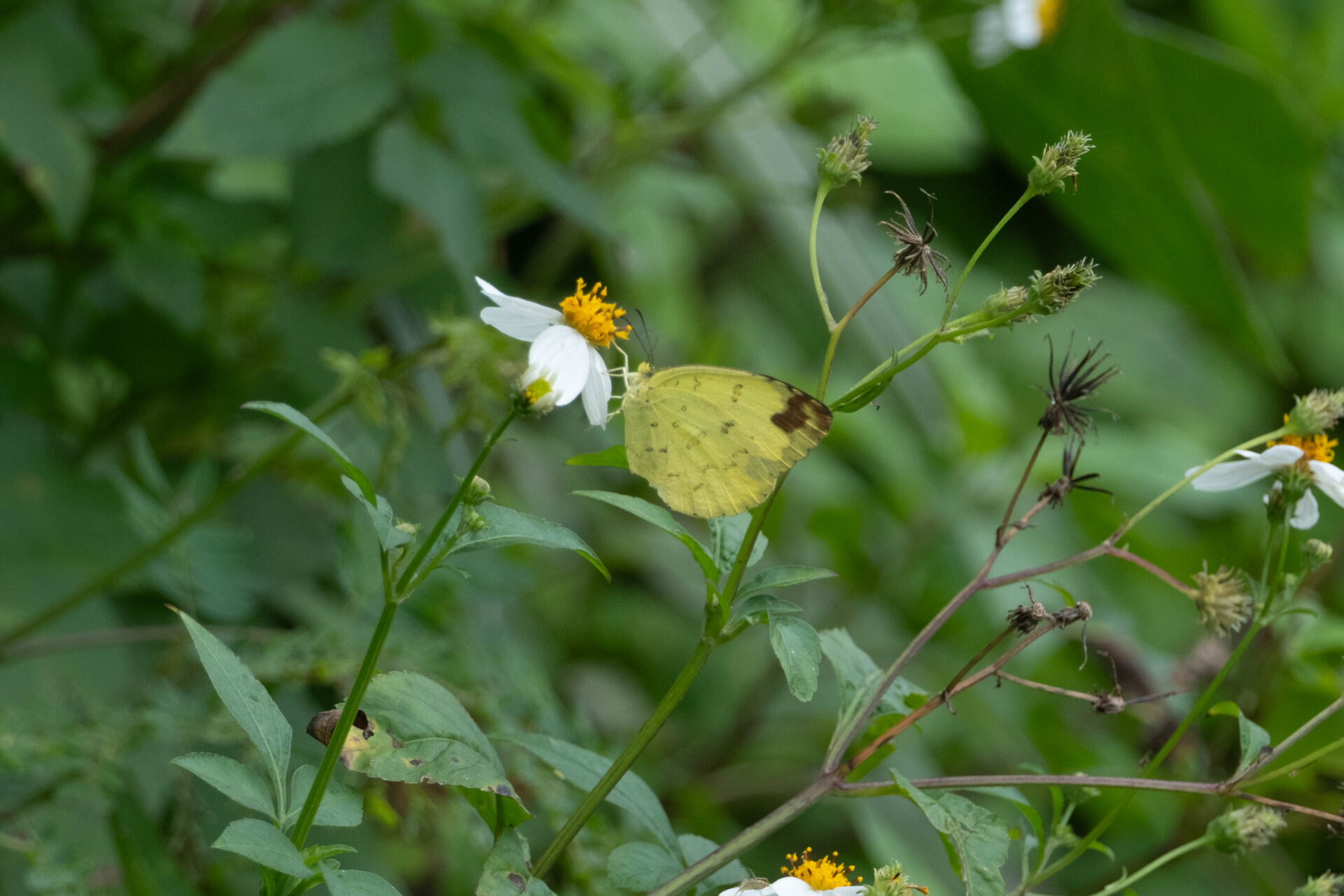 フォトギャラリー：タイワンキチョウ