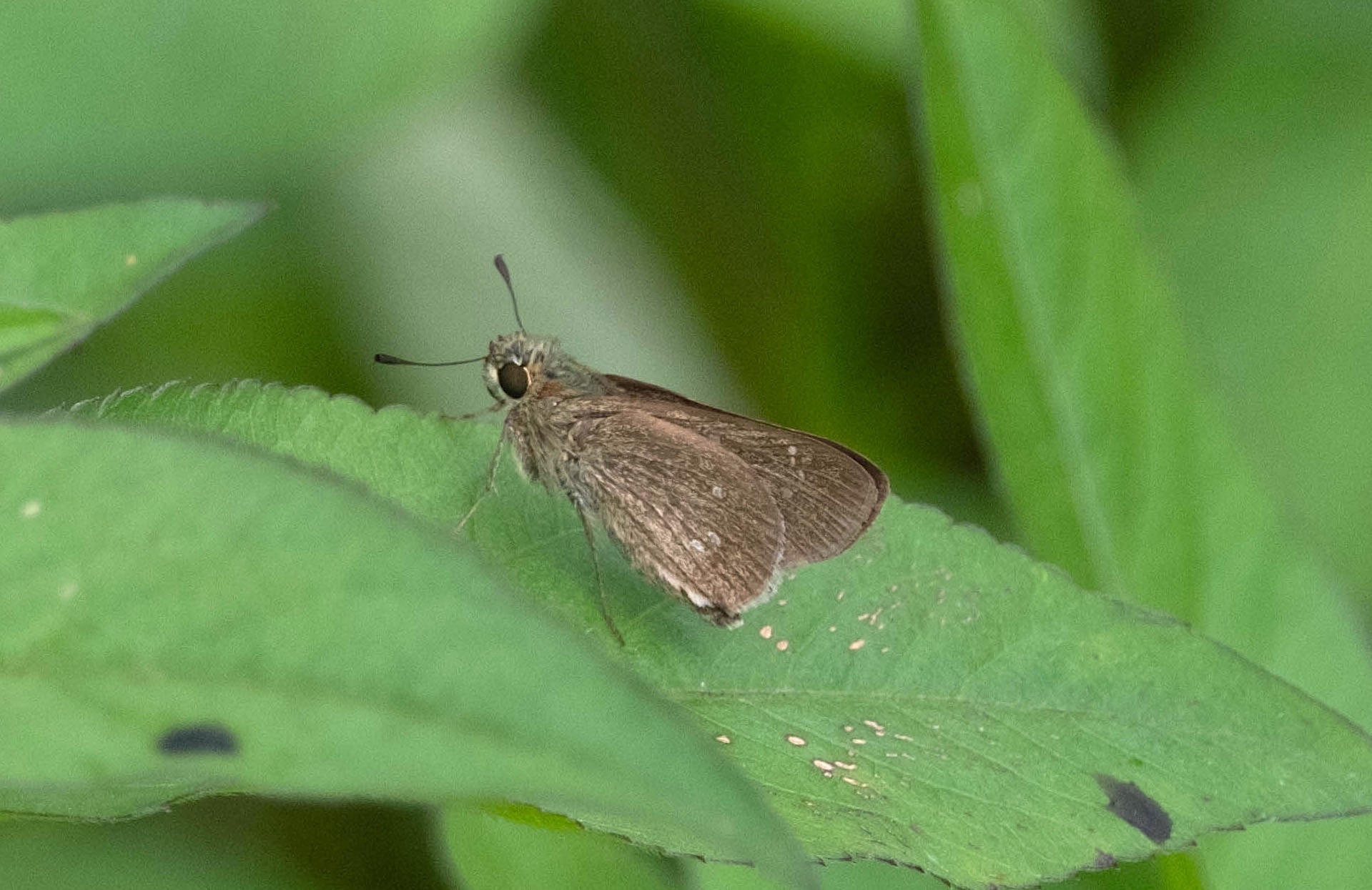 フォトギャラリー：ユウレイセセリ