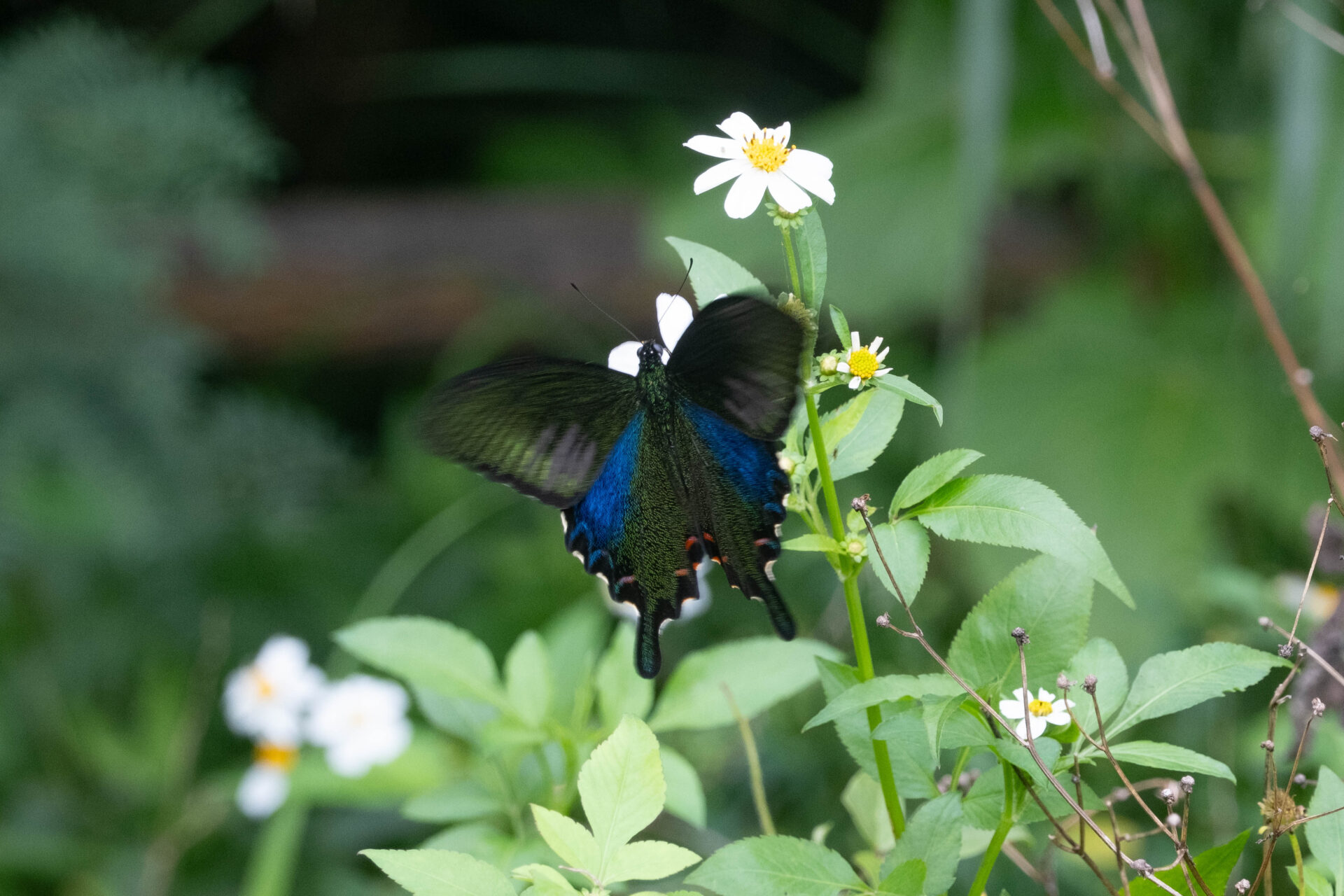 フォトギャラリー：ヤエヤマカラスアゲハ - (2)