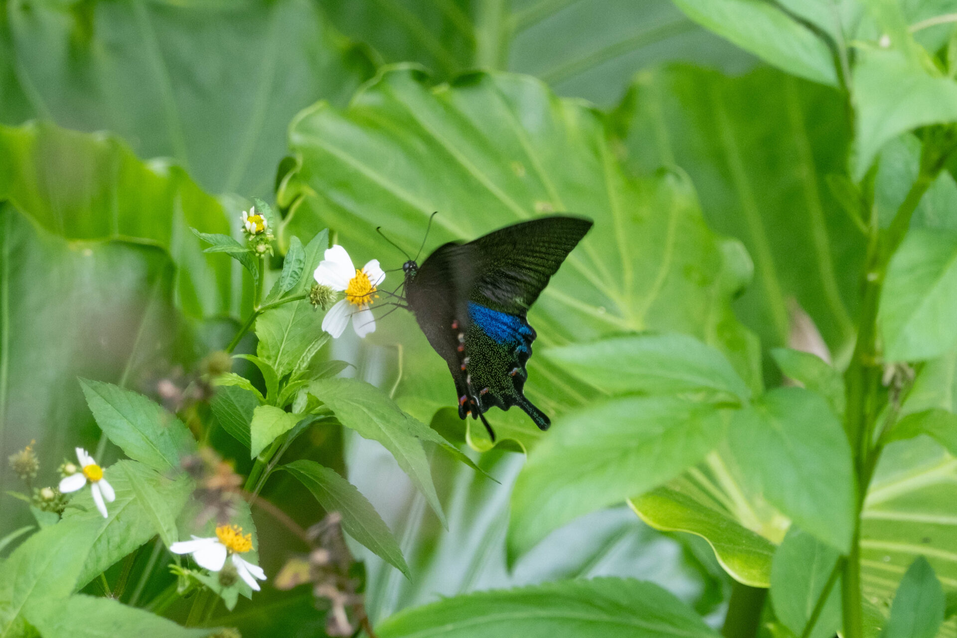 フォトギャラリー：ヤエヤマカラスアゲハ - (6)