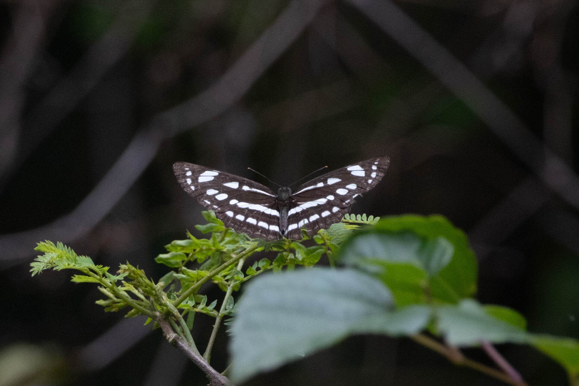 フォトギャラリー：リュウキュウミスジ