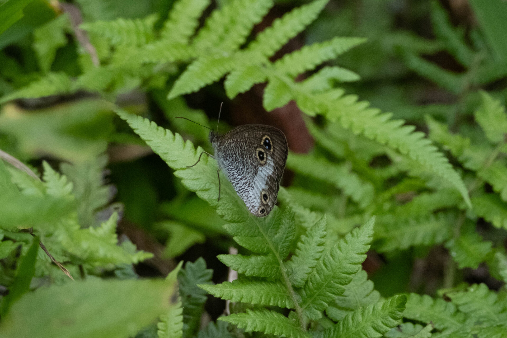 フォトギャラリー：ヤエヤマウラナミジャノメ