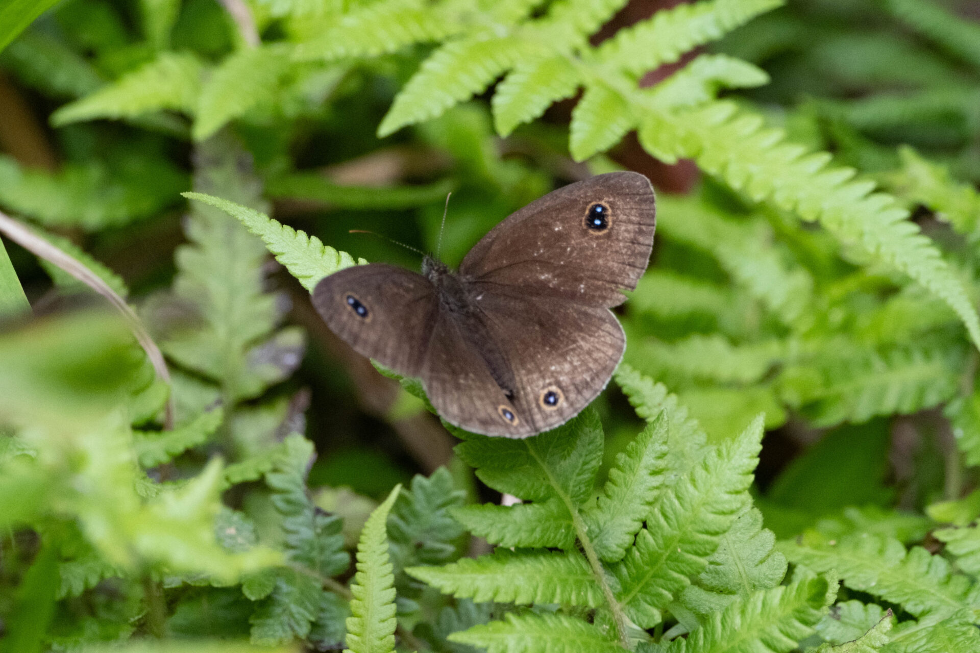 ヤエヤマウラナミジャノメページ背景画像