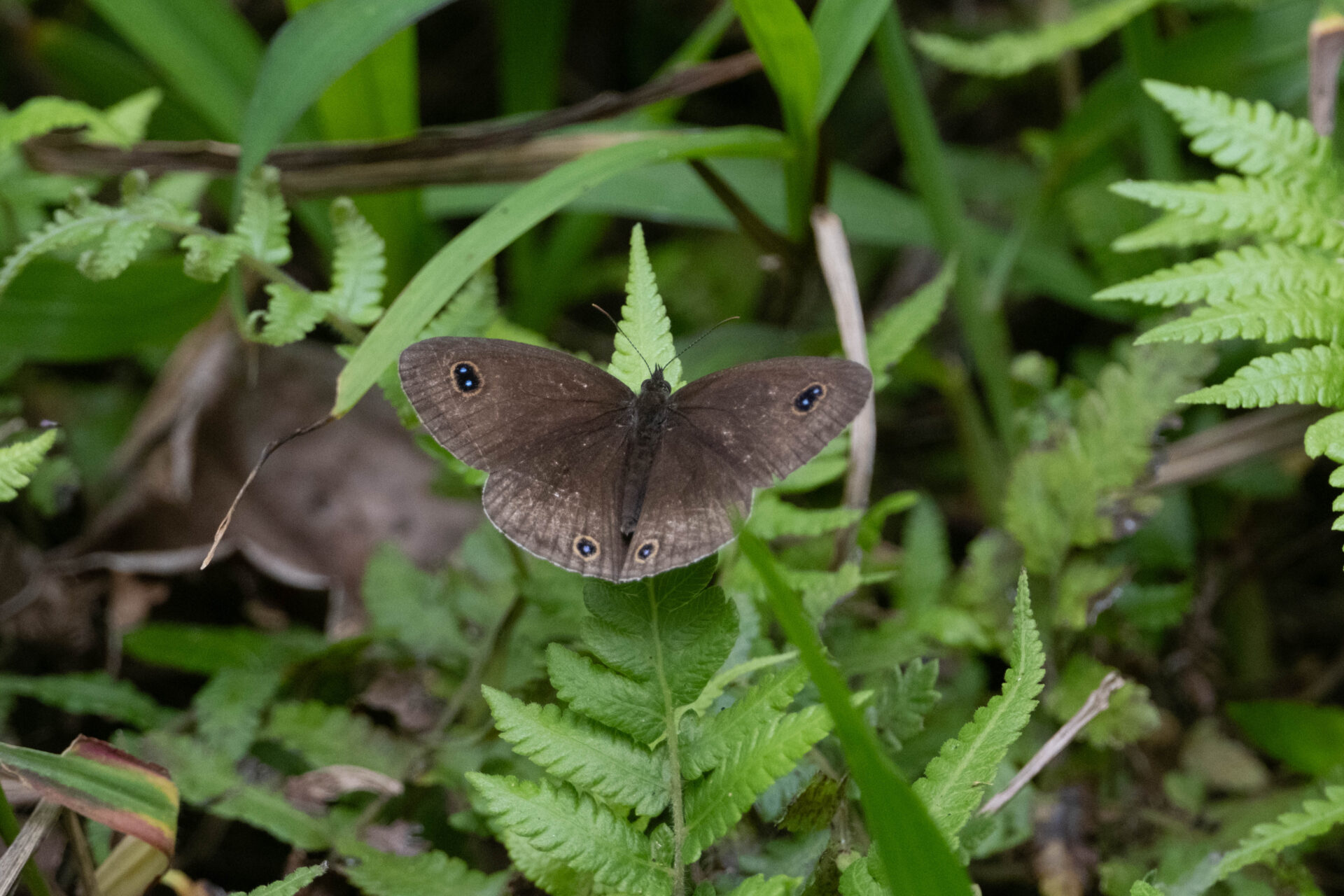 フォトギャラリー：ヤエヤマウラナミジャノメ - (2)