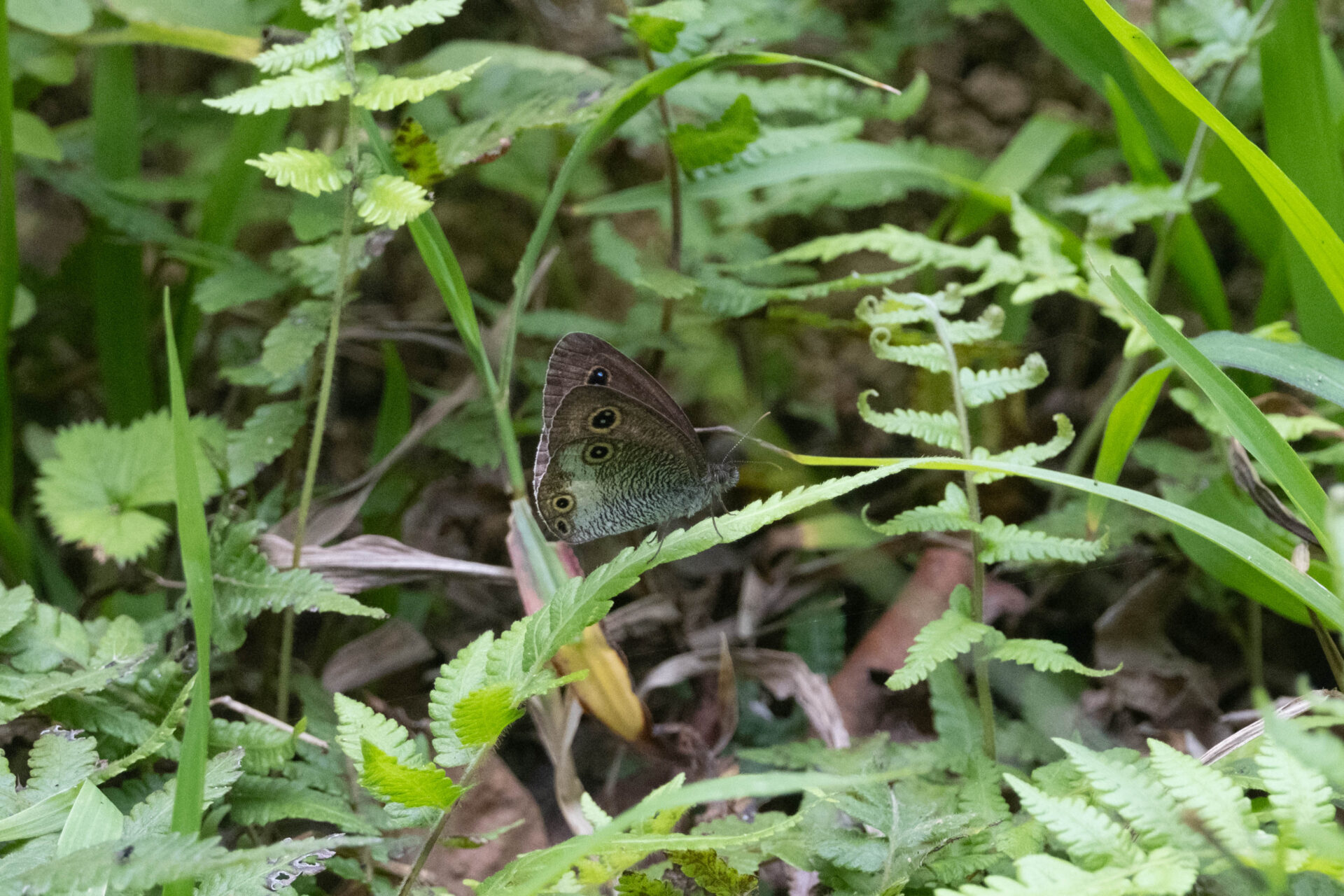 フォトギャラリー：ヤエヤマウラナミジャノメ - (3)