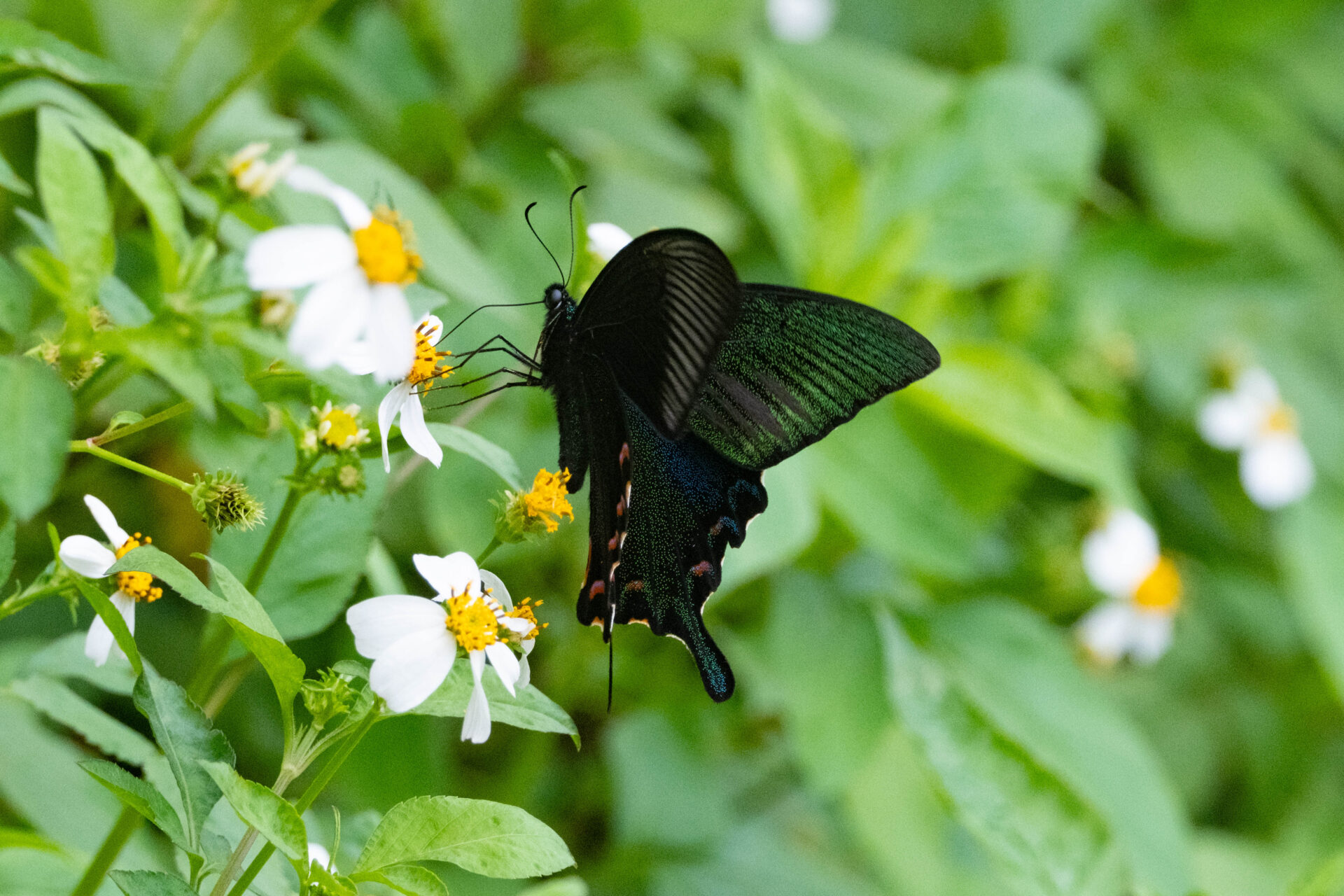 フォトギャラリー：ヤエヤマカラスアゲハ - (7)