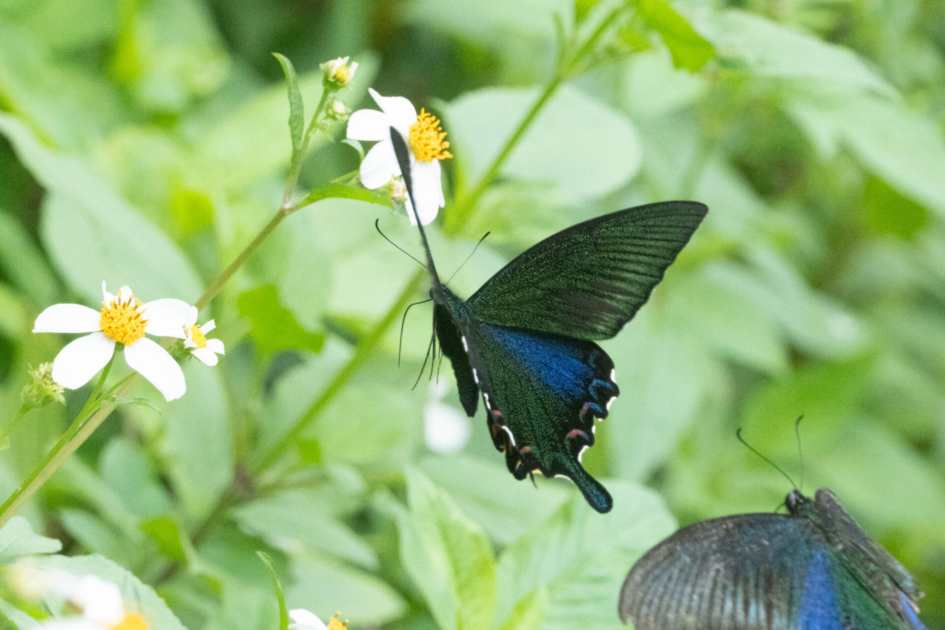 フォトギャラリー：ヤエヤマカラスアゲハ - (8)