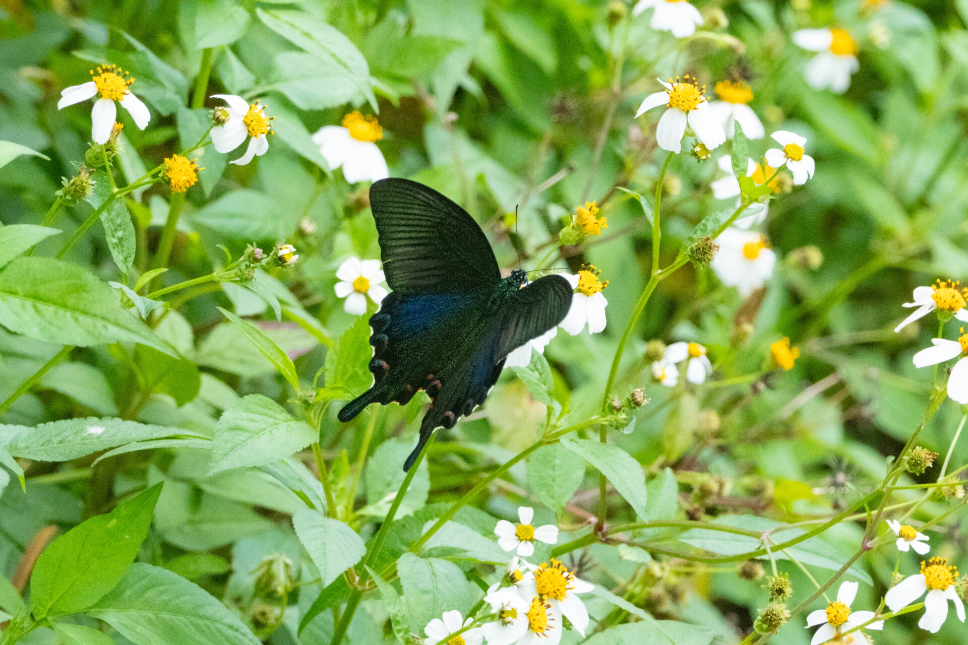 フォトギャラリー：ヤエヤマカラスアゲハ - (9)