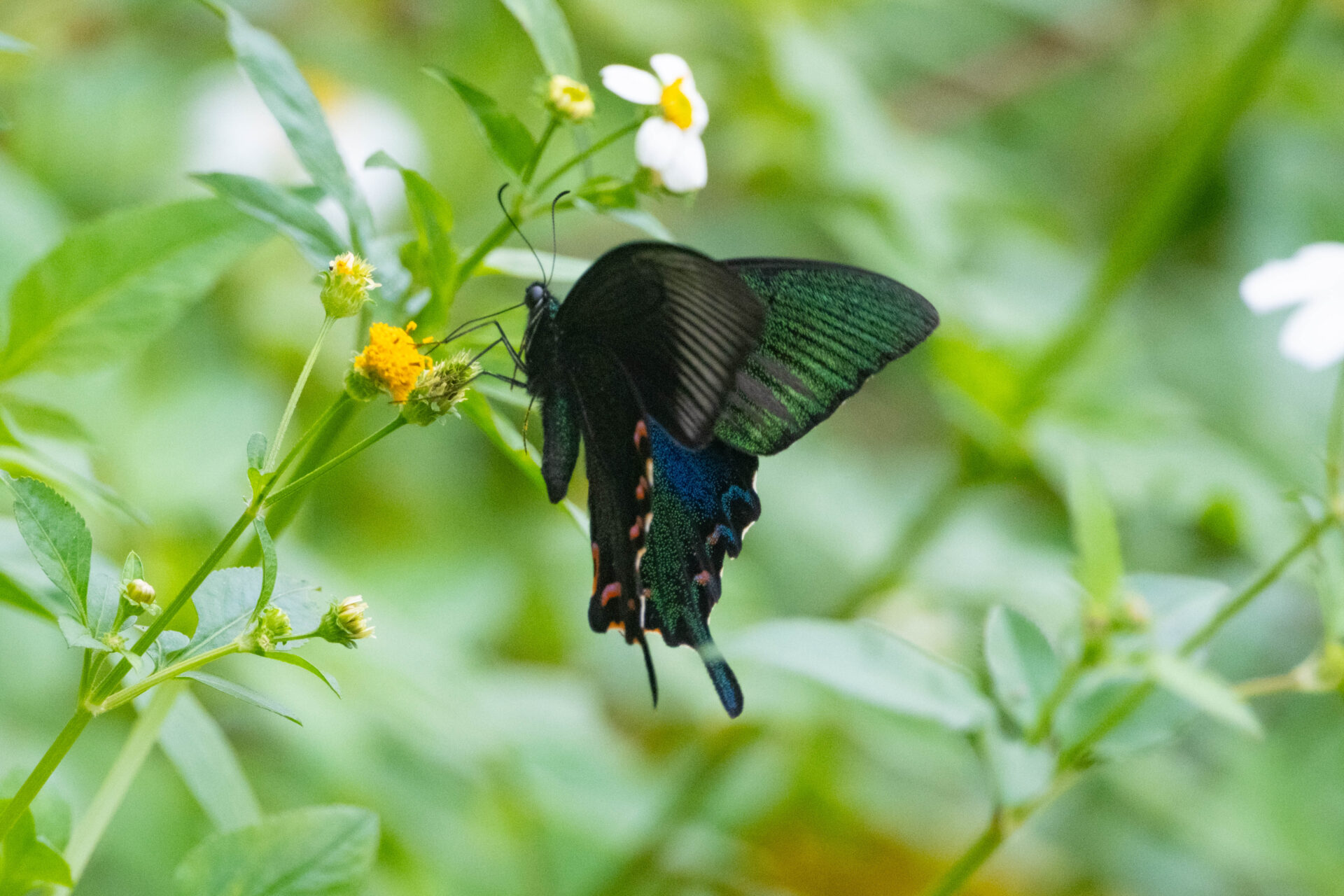 フォトギャラリー：ヤエヤマカラスアゲハ - (10)