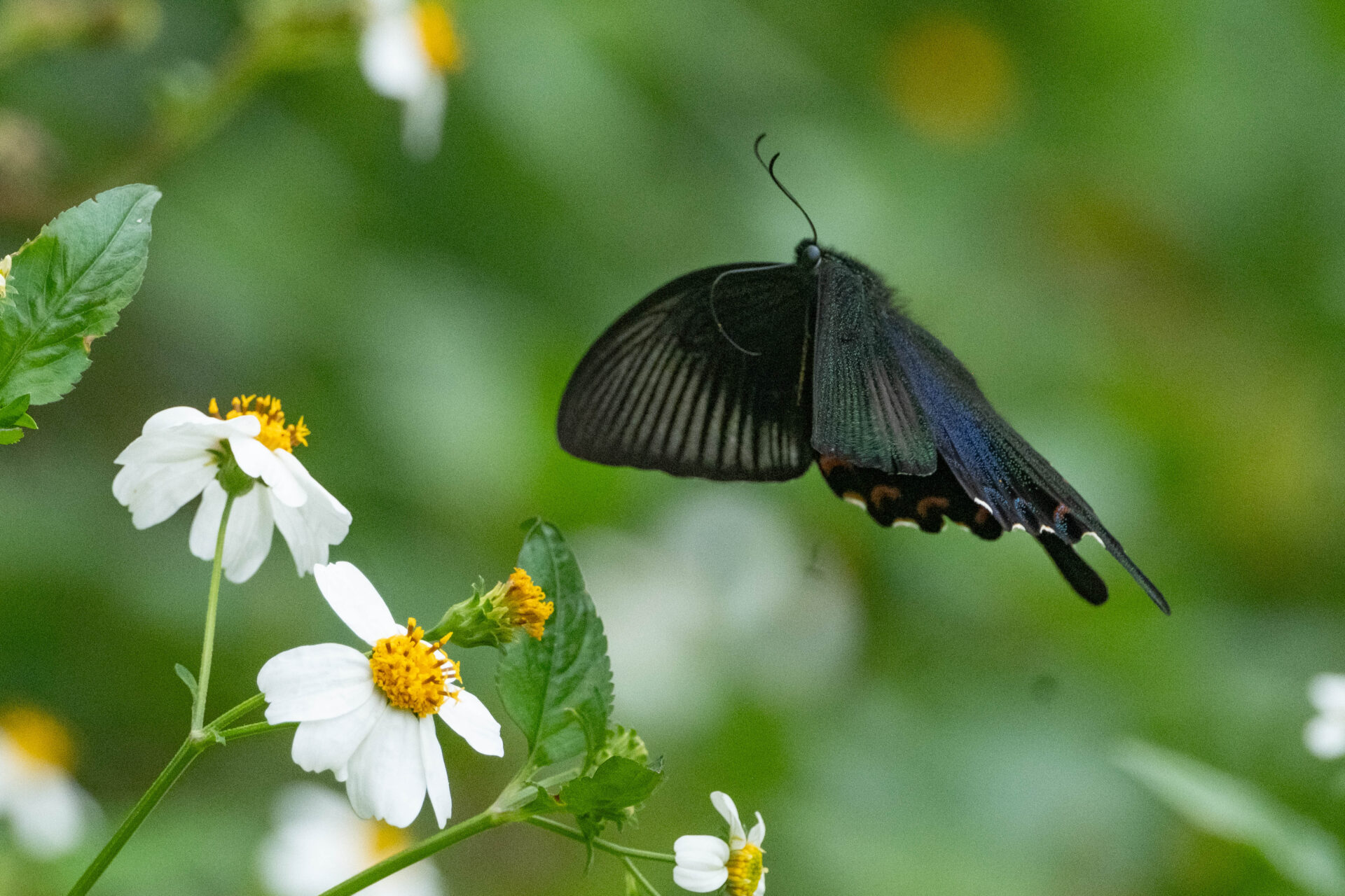フォトギャラリー：ヤエヤマカラスアゲハ - (11)
