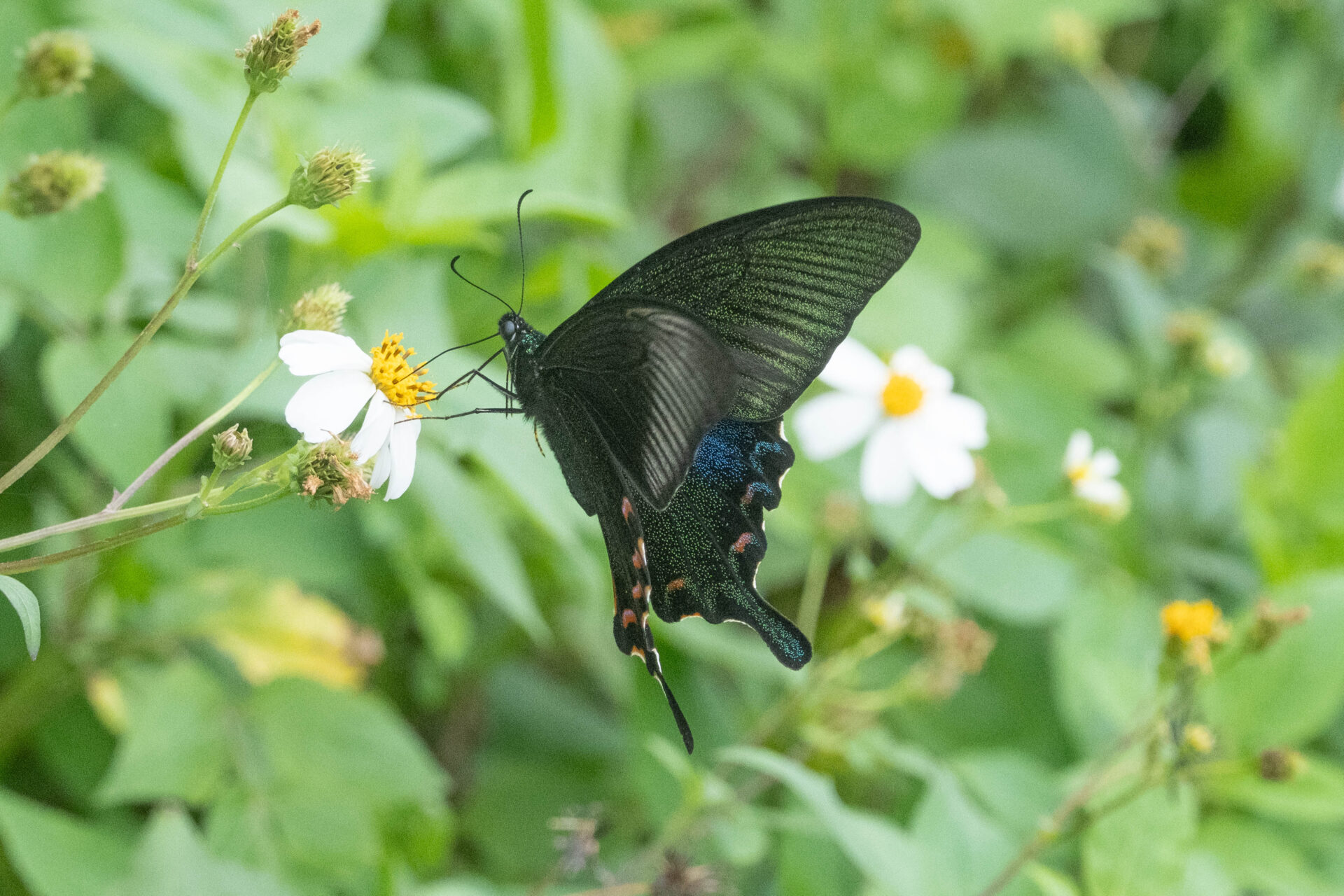 フォトギャラリー：ヤエヤマカラスアゲハ - (12)