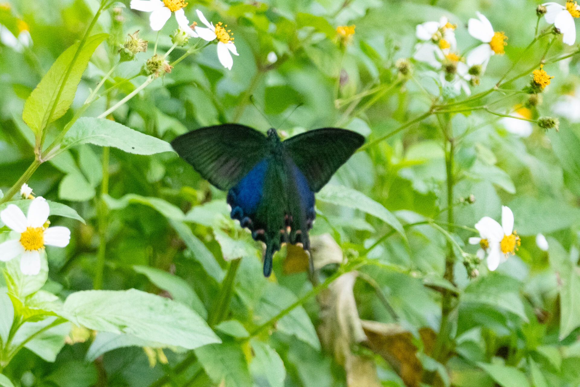 フォトギャラリー：ヤエヤマカラスアゲハ - (13)