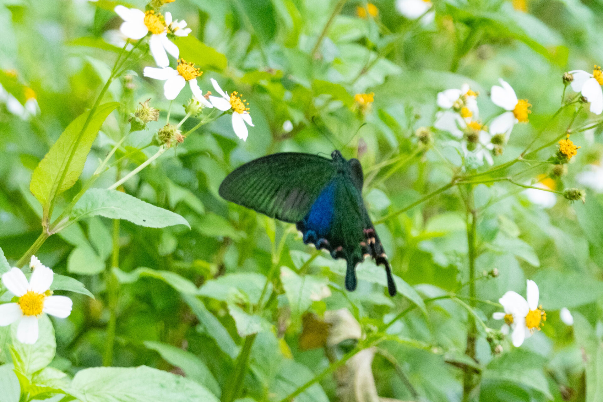 フォトギャラリー：ヤエヤマカラスアゲハ - (14)