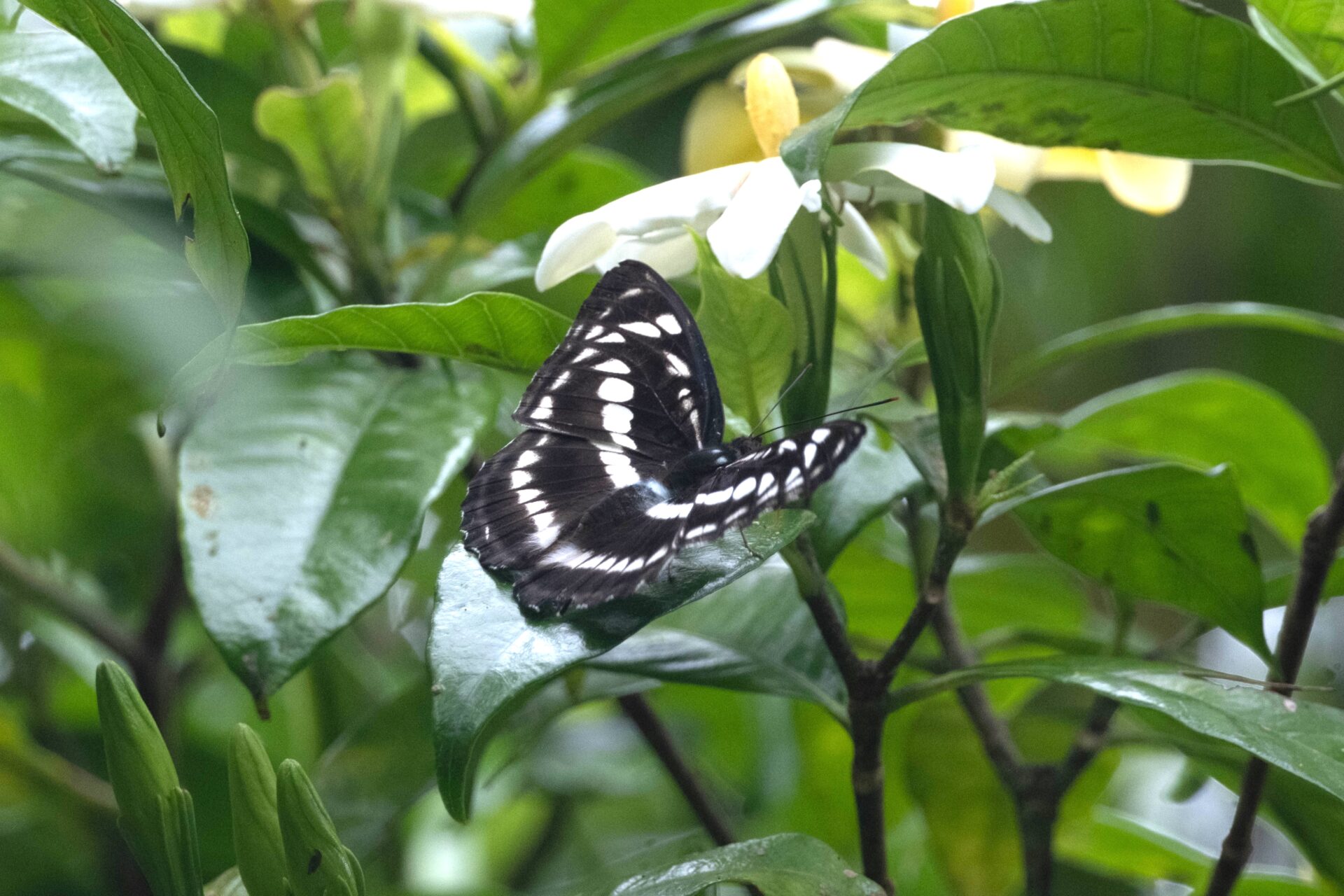 フォトギャラリー：シロミスジチョウ
