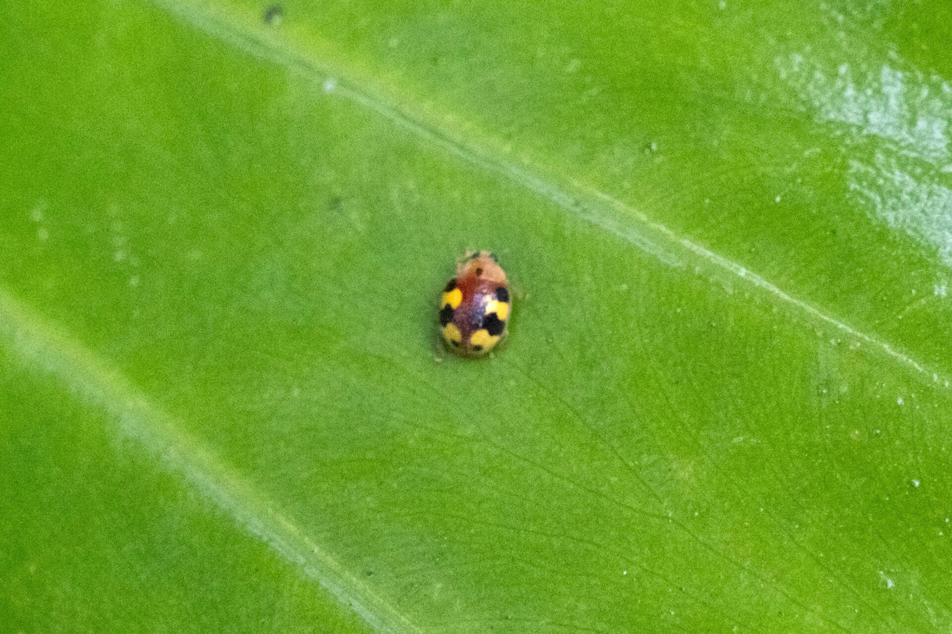 フォトギャラリー：アミダテントウ - (2)