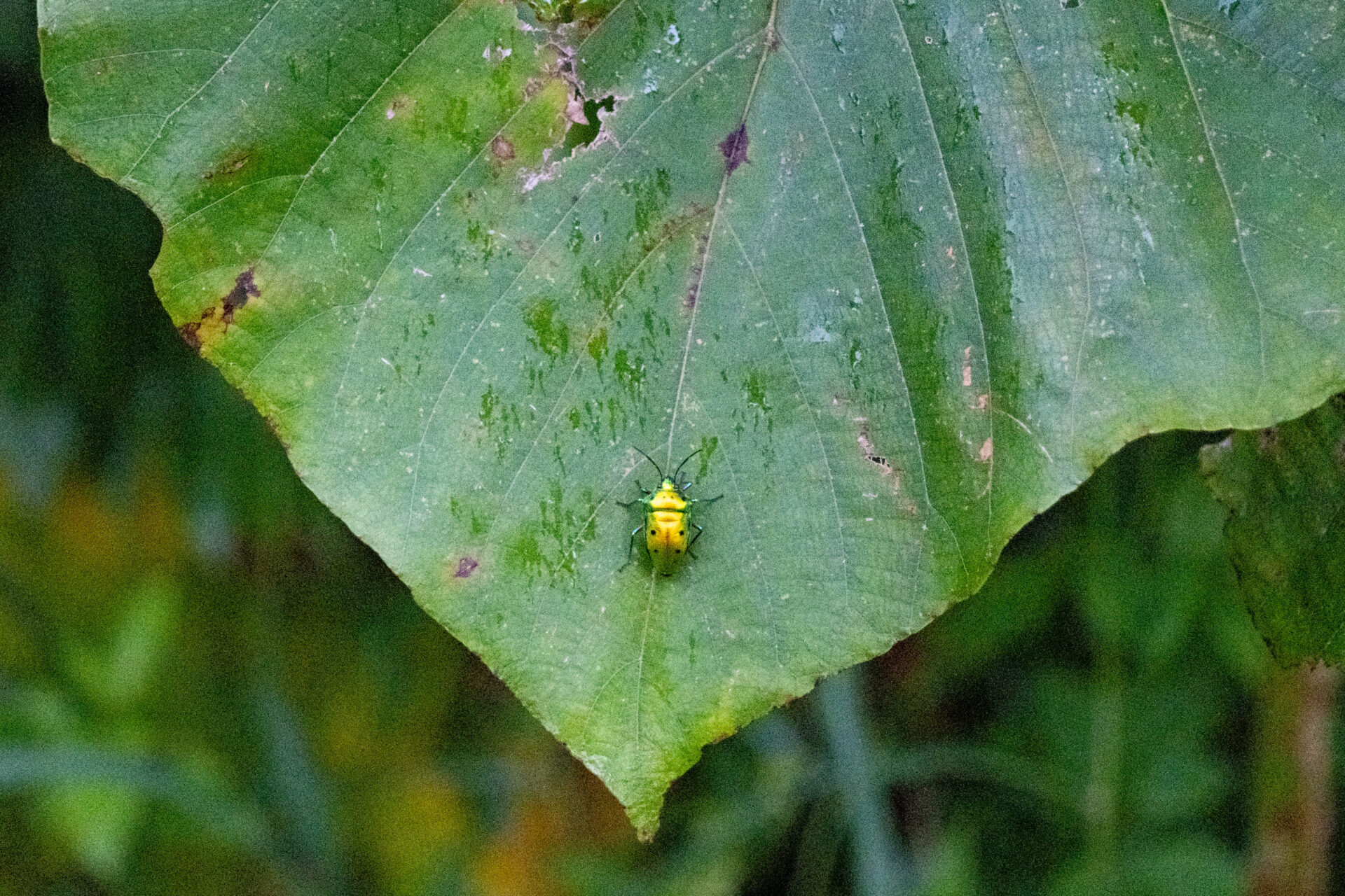 フォトギャラリー：ナナホシキンカメムシ - (2)