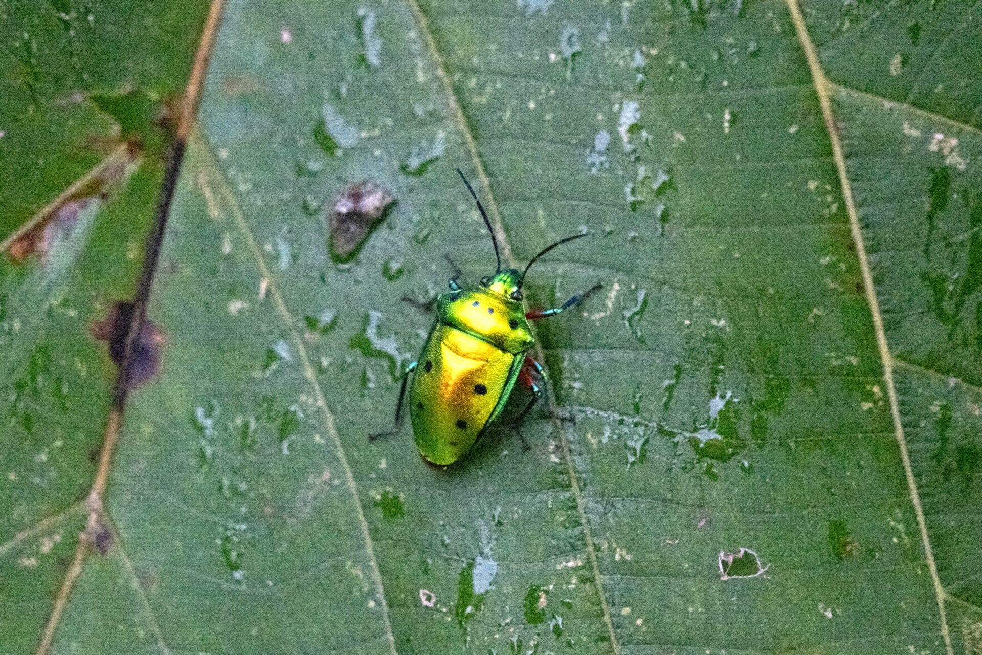 フォトギャラリー：ナナホシキンカメムシ - (3)