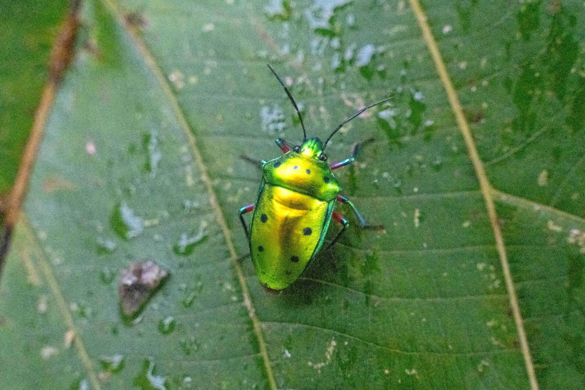 フォトギャラリー：ナナホシキンカメムシ - (4)