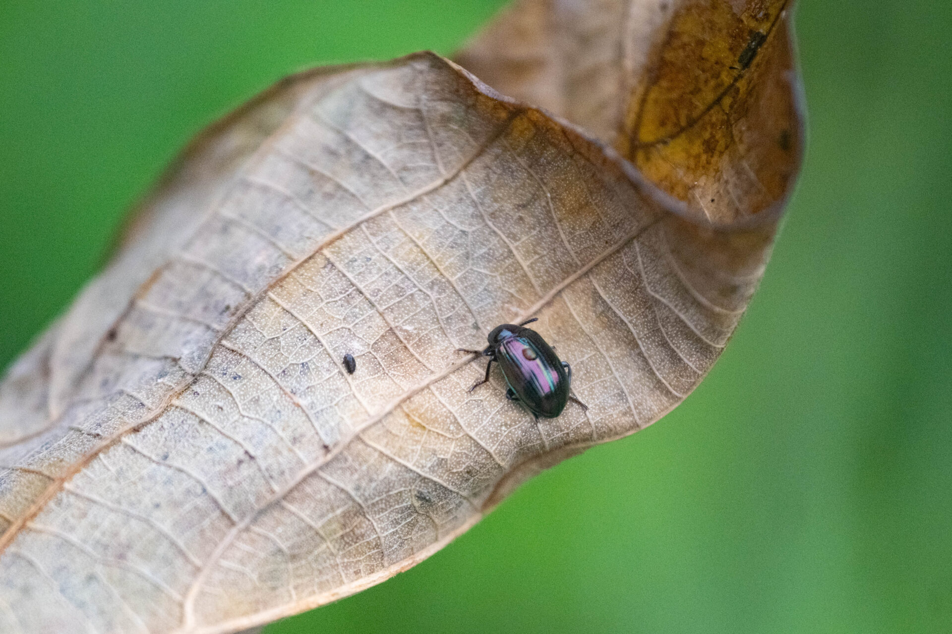 フォトギャラリー：サキシマオオニジゴミムシダマシ - (2)