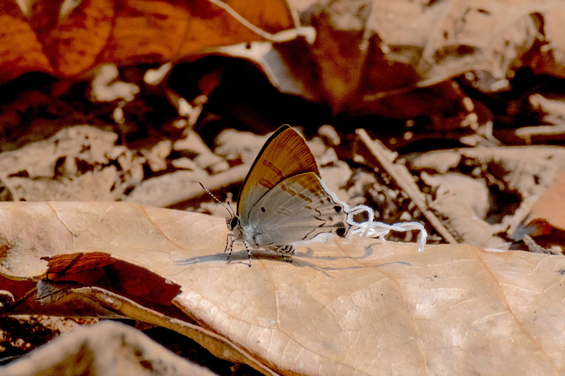 フォトギャラリー：スソビキフタオルリシジミ Hypolycaena amasa amasa - (2)