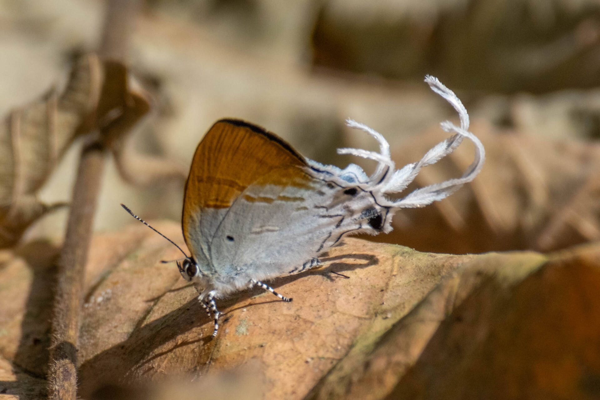 フォトギャラリー：スソビキフタオルリシジミ Hypolycaena amasa amasa - (3)