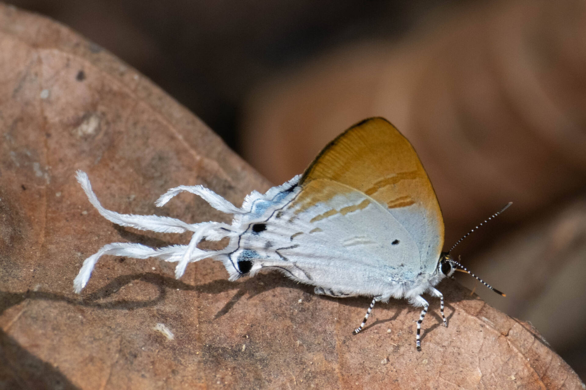 フォトギャラリー：スソビキフタオルリシジミ Hypolycaena amasa amasa - (4)