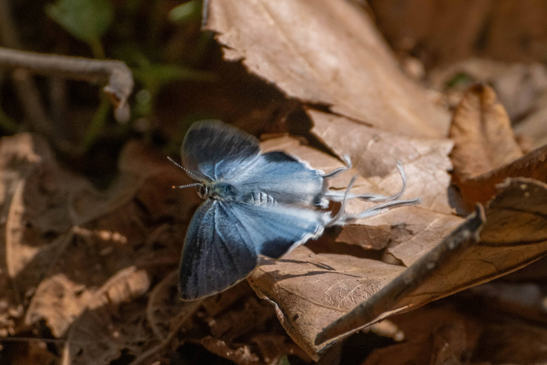 フォトギャラリー：スソビキフタオルリシジミ Hypolycaena amasa amasa