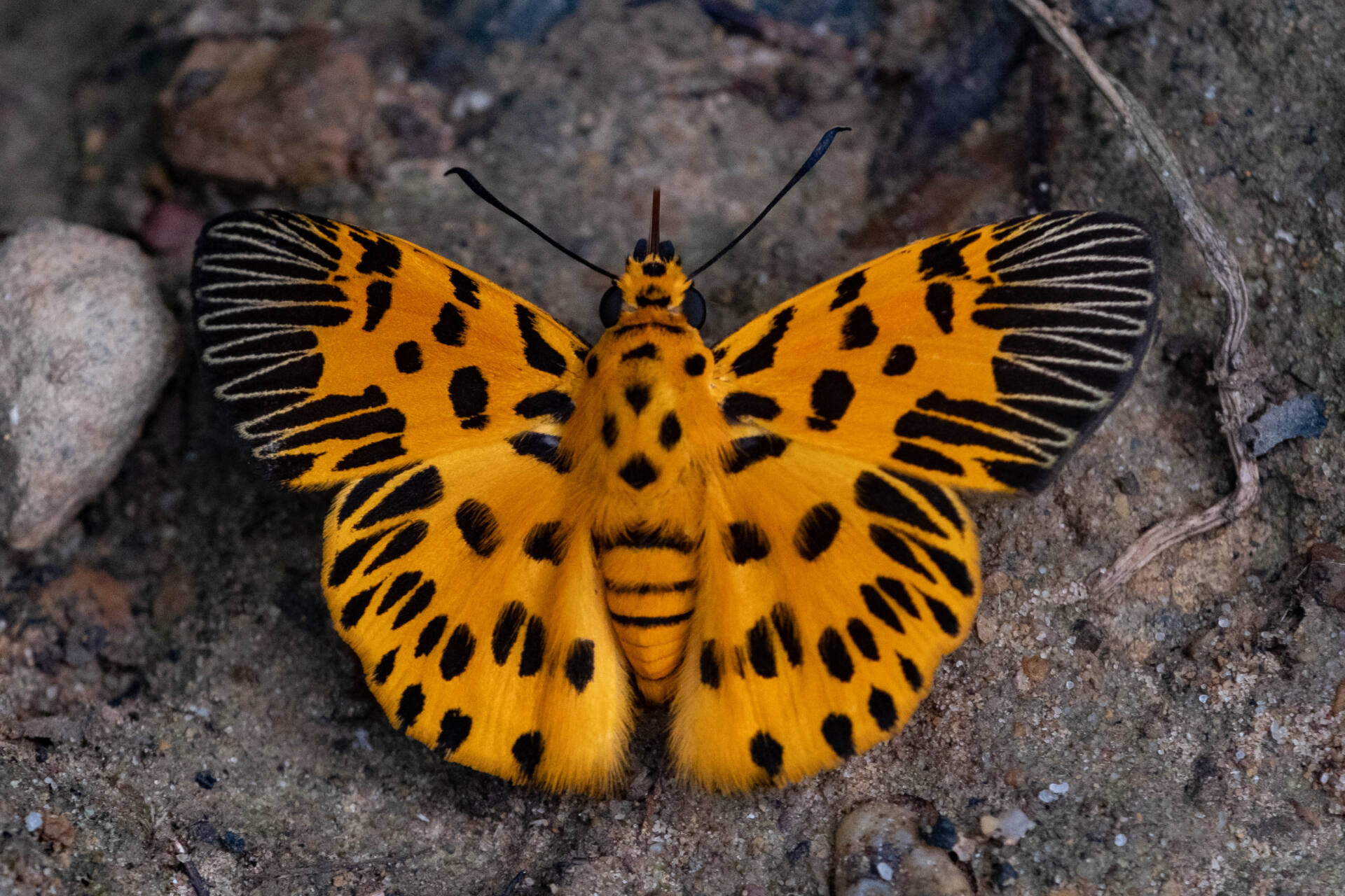 フォトギャラリー：ヒョウマダラヤマネコセセリ Odina decoratus