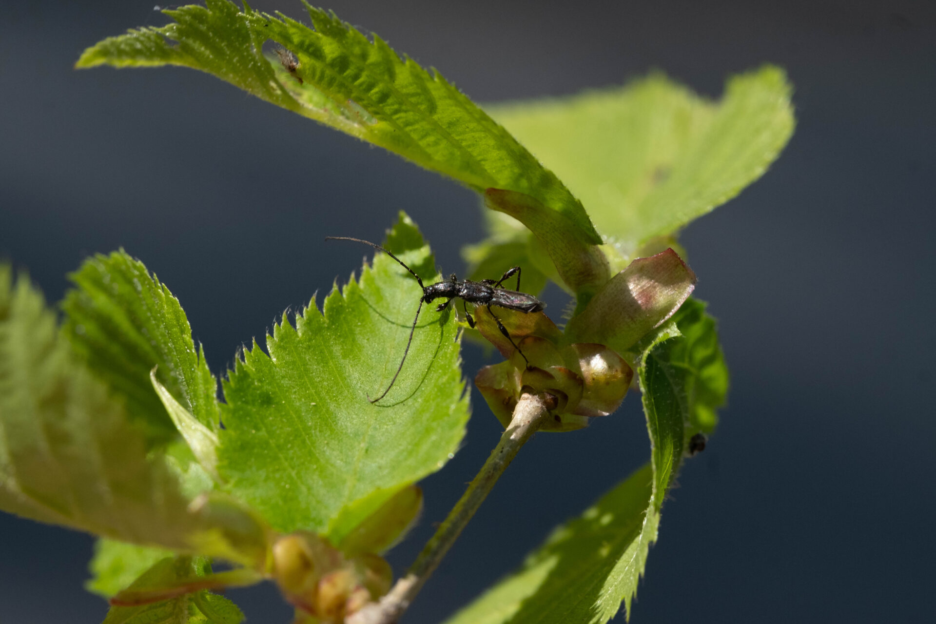 フォトギャラリー：ホソツヤヒゲナガコバネカミキリ
