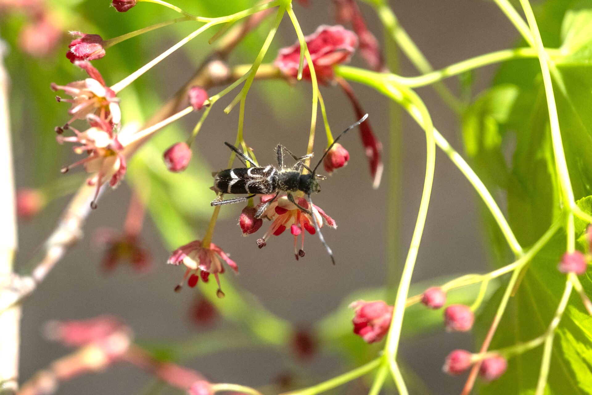 フォトギャラリー：ヤマトシロオビトラカミキリ - (2)