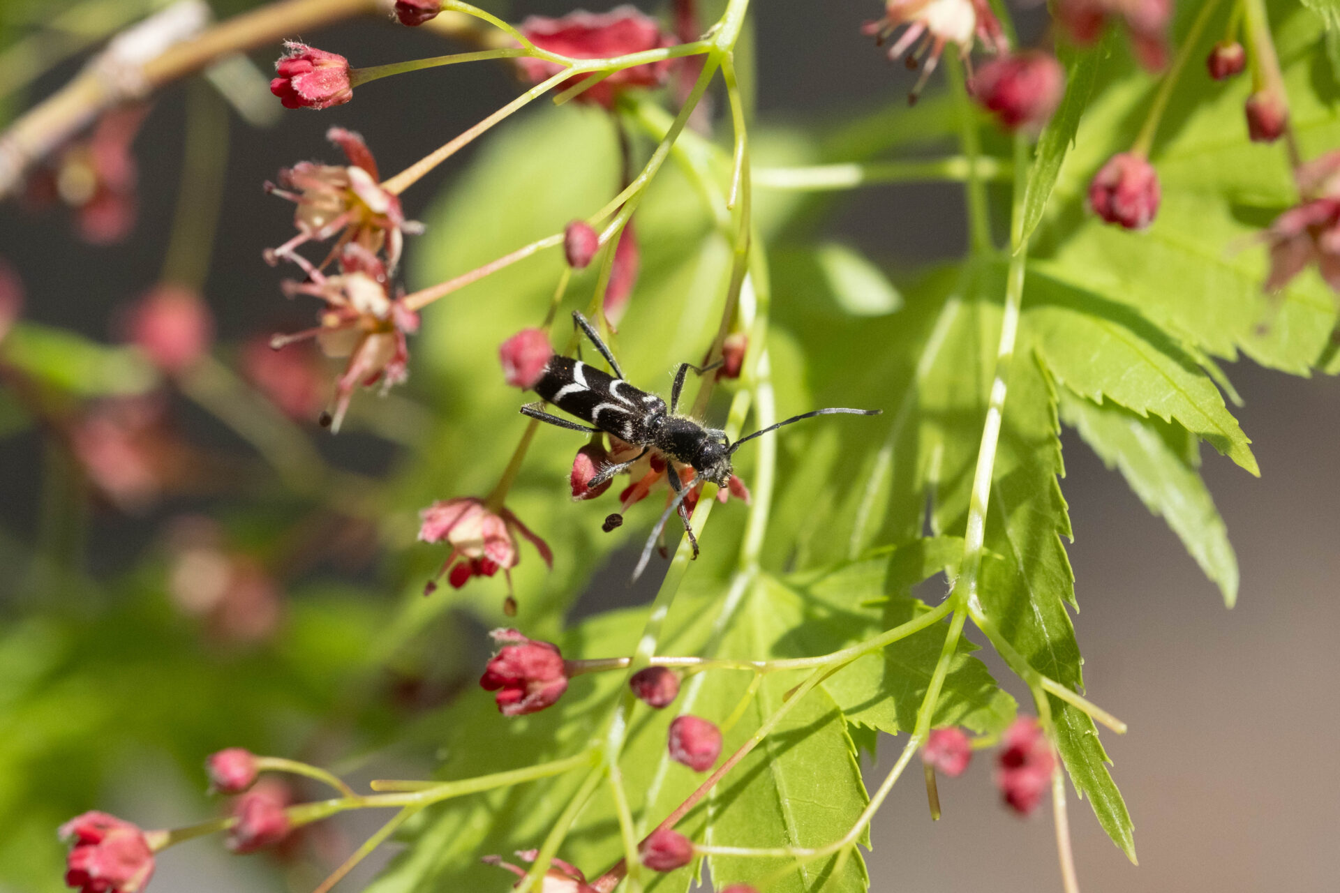 フォトギャラリー：ヤマトシロオビトラカミキリ - (3)