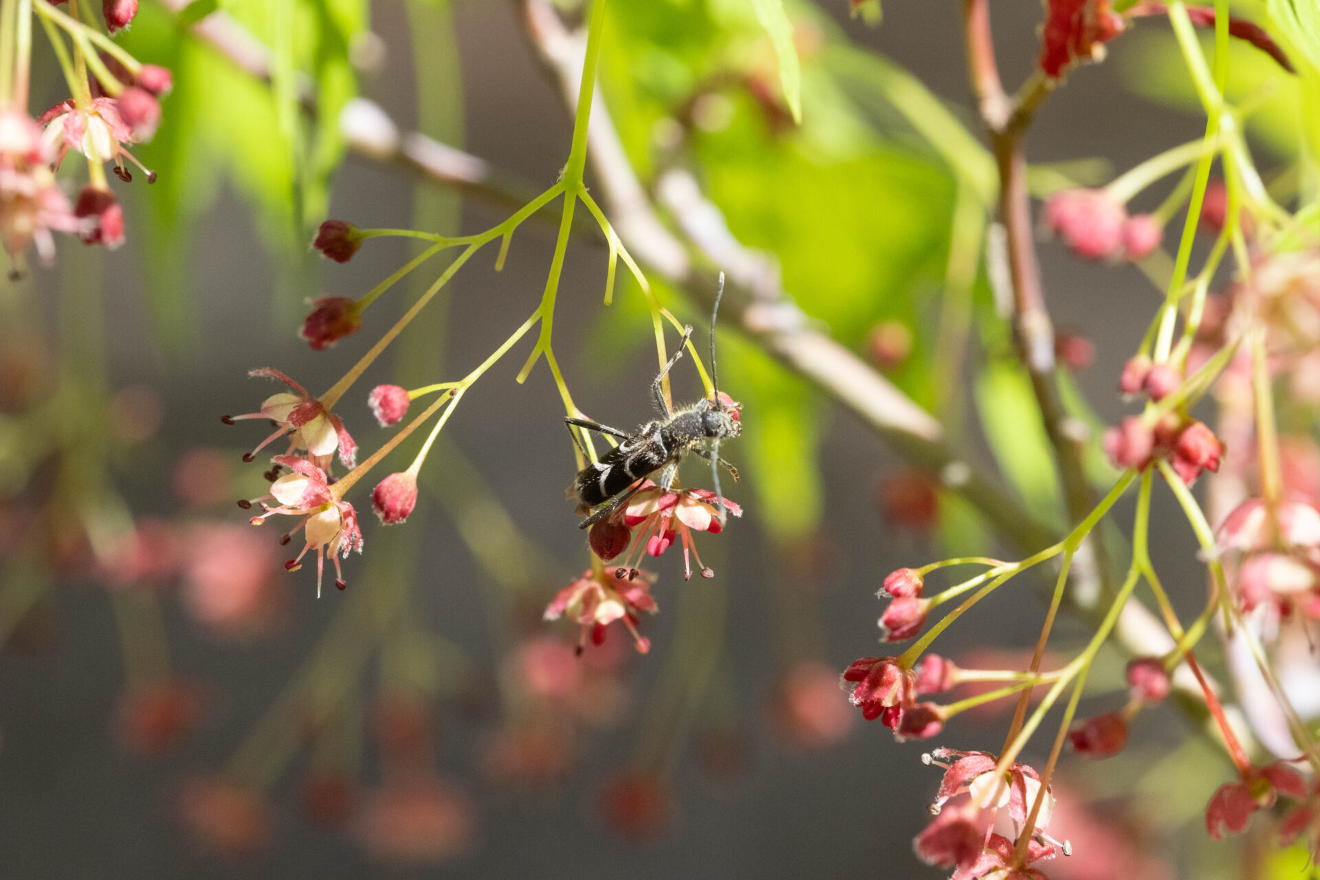 フォトギャラリー：ヤマトシロオビトラカミキリ - (4)