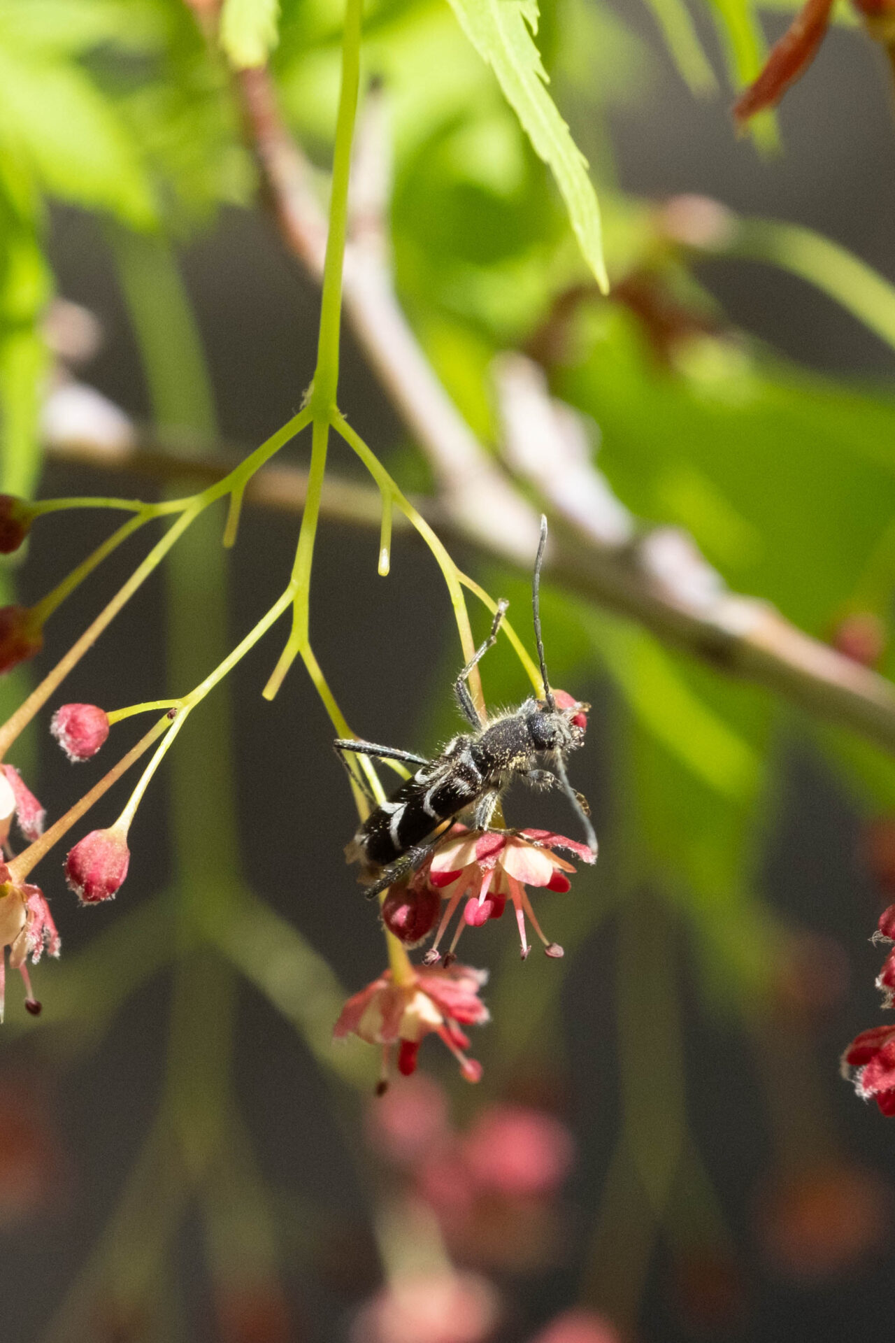 フォトギャラリー：ヤマトシロオビトラカミキリ - (5)
