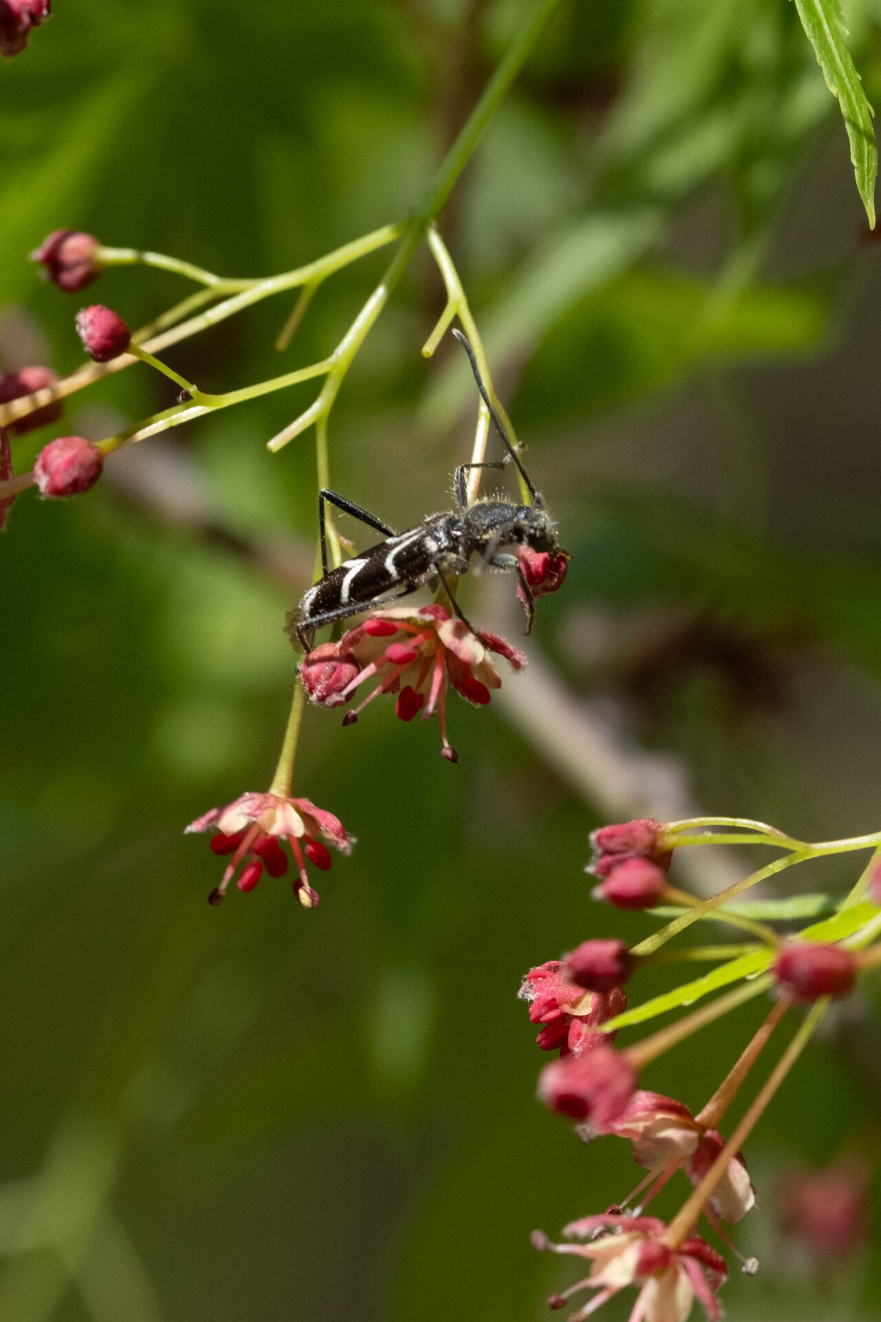 フォトギャラリー：ヤマトシロオビトラカミキリ - (6)