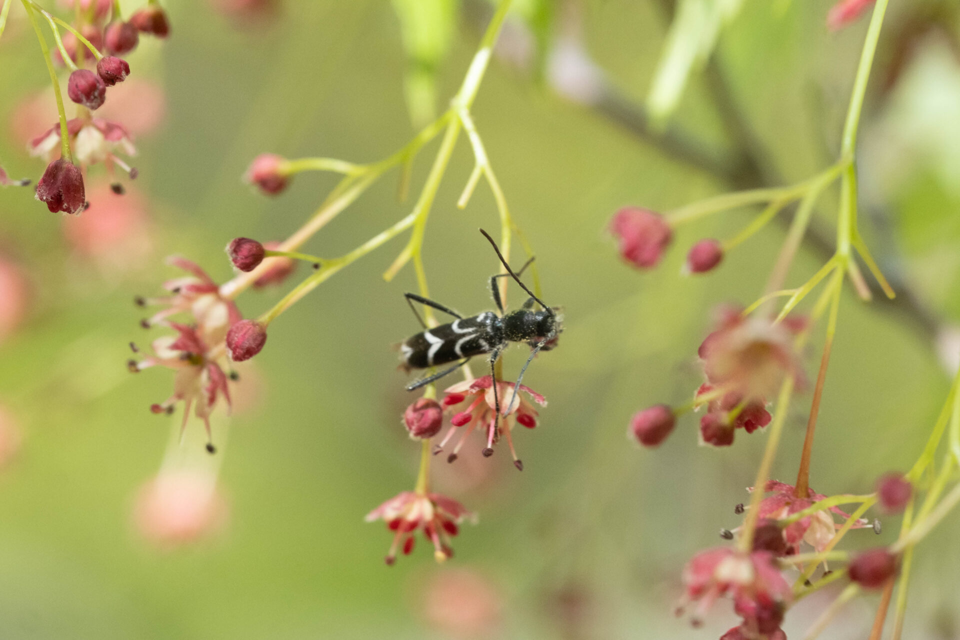 フォトギャラリー：ヤマトシロオビトラカミキリ - (7)
