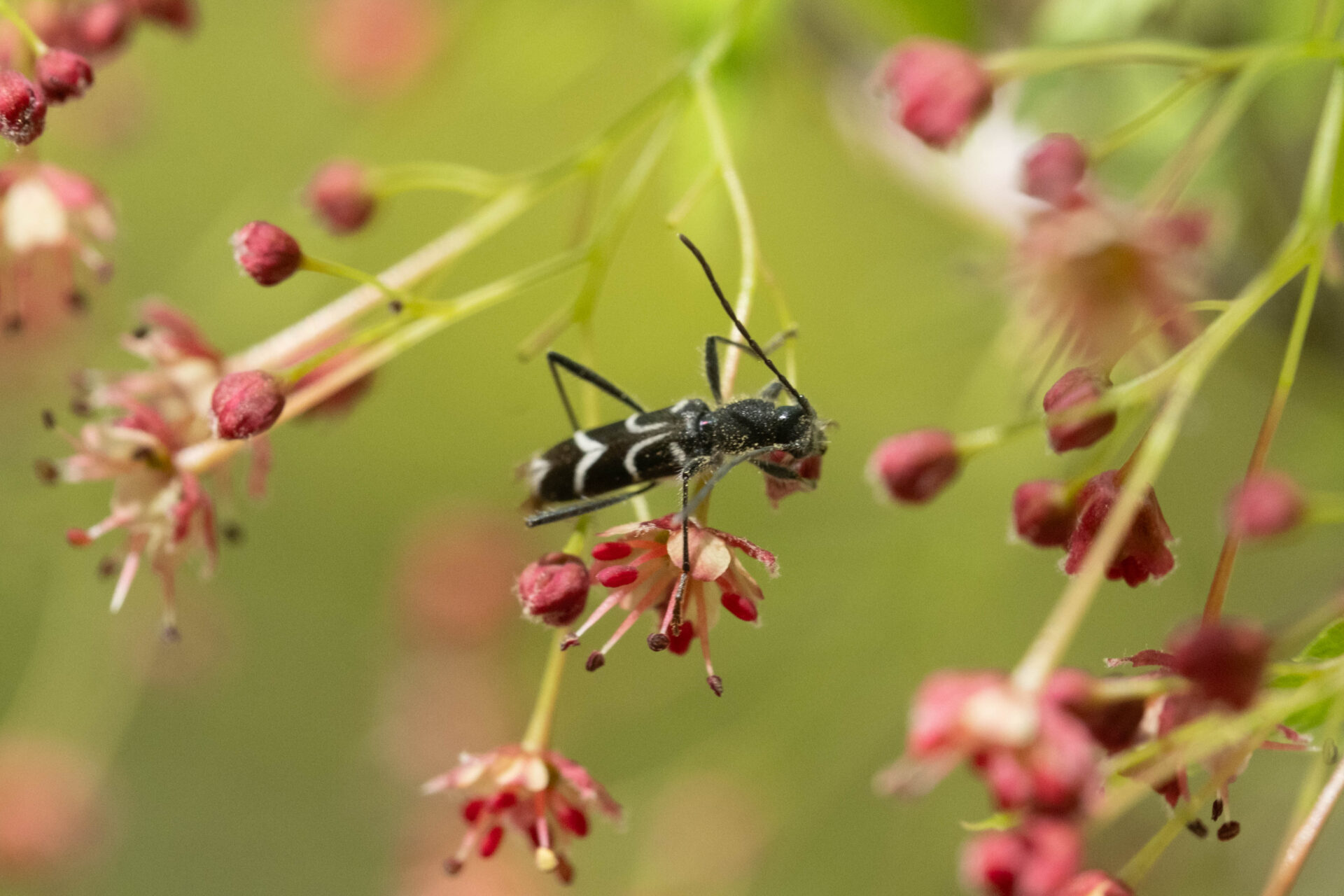 フォトギャラリー：ヤマトシロオビトラカミキリ