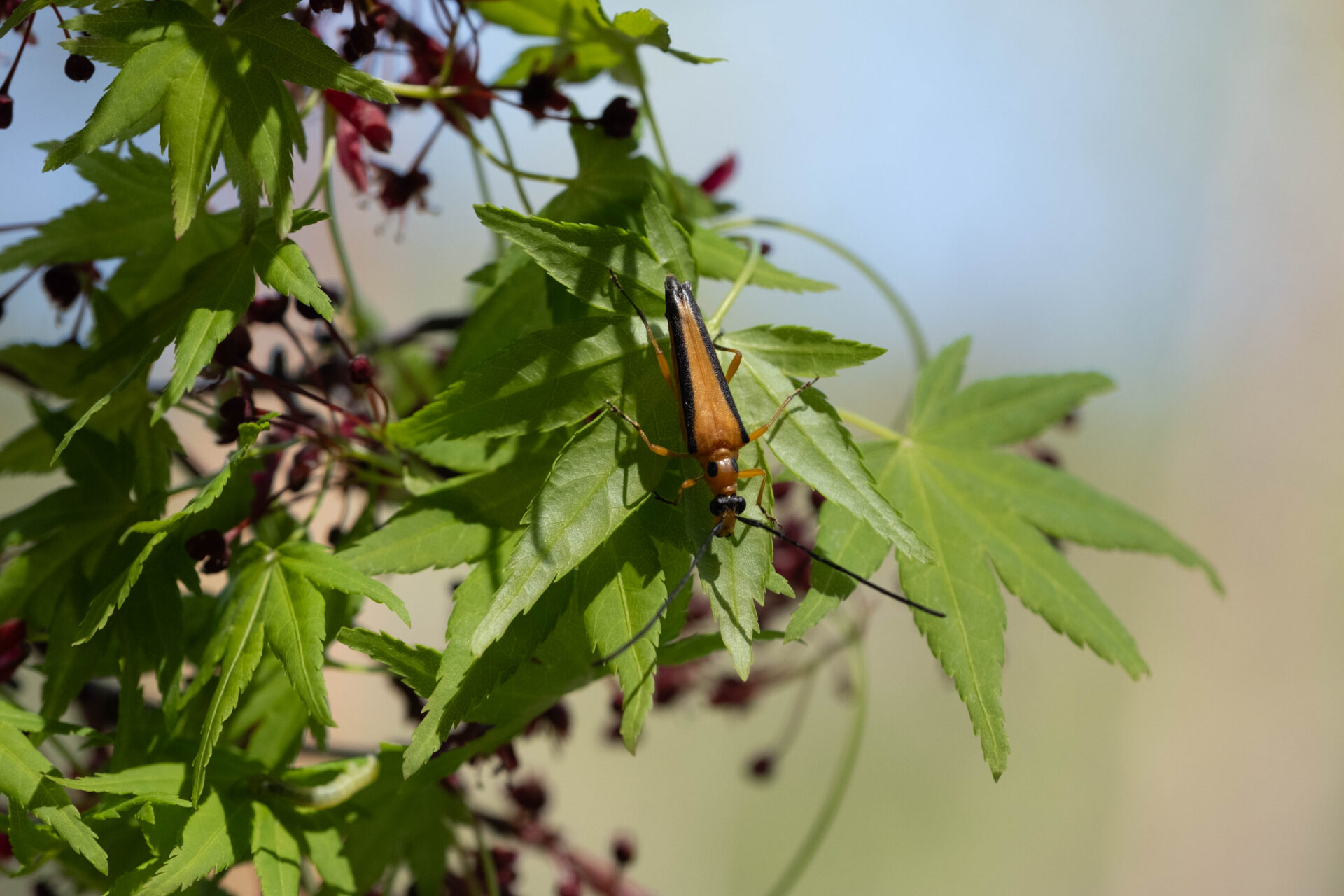 フォトギャラリー：カエデノヘリグロハナカミキリ