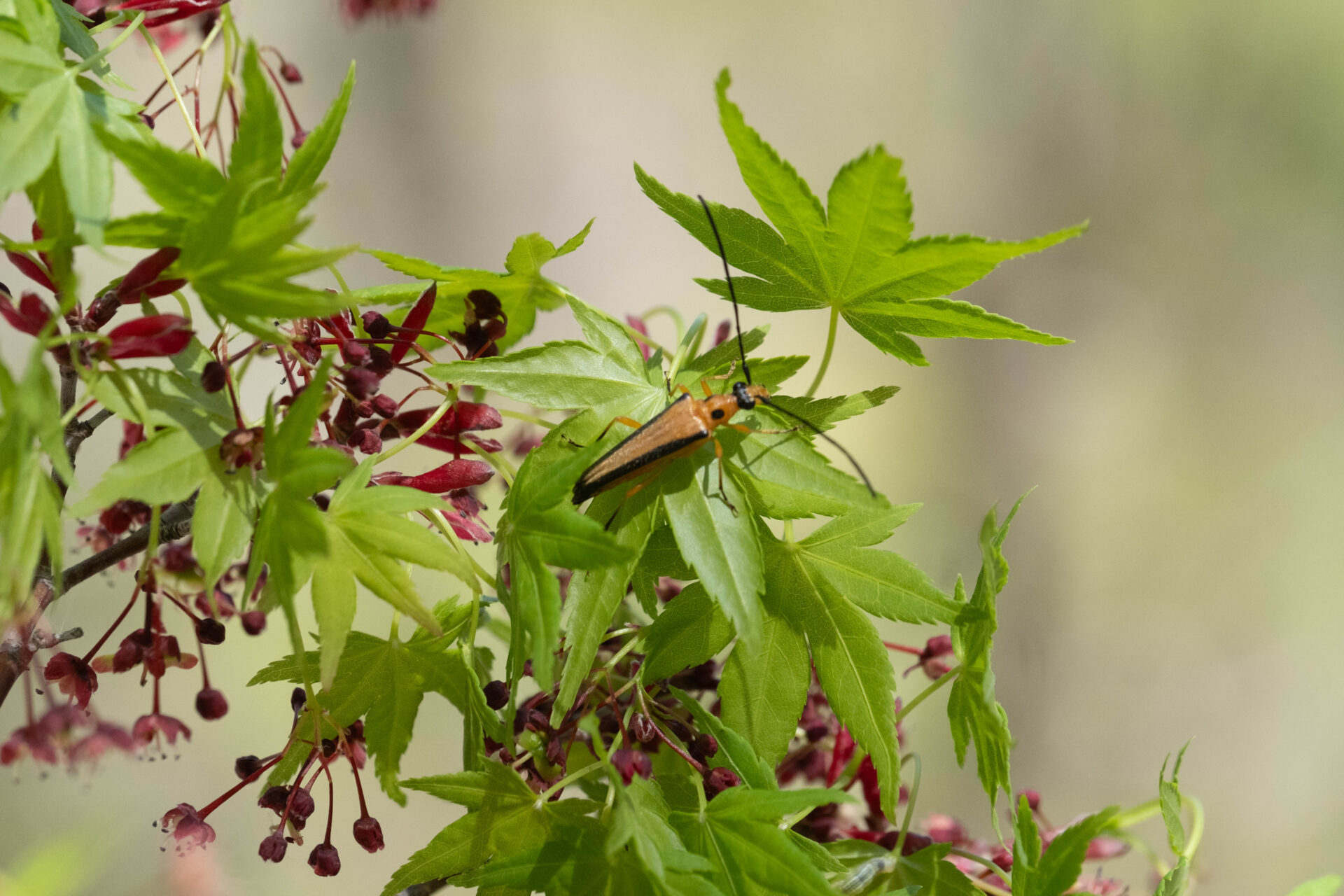フォトギャラリー：カエデノヘリグロハナカミキリ - (2)