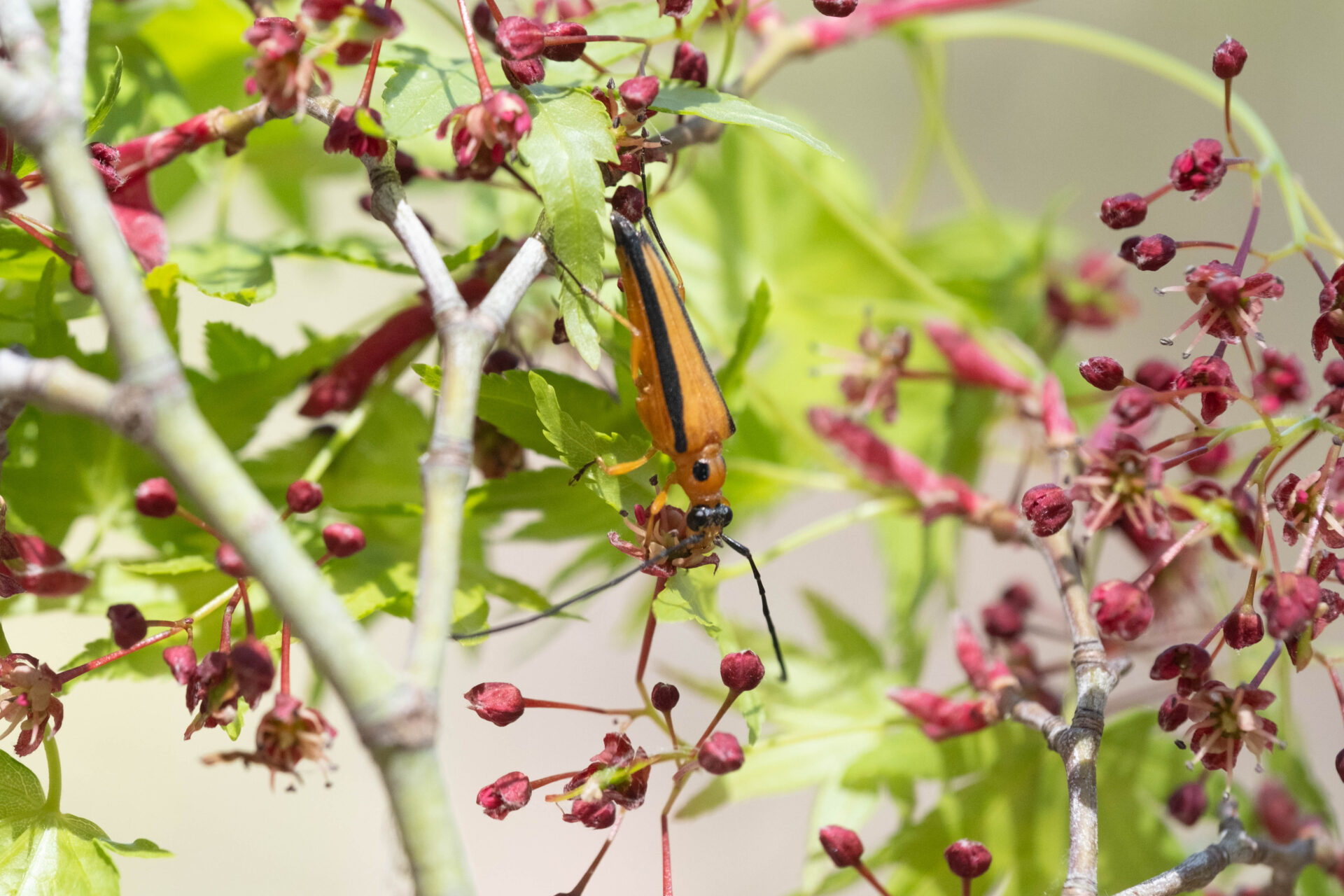 フォトギャラリー：カエデノヘリグロハナカミキリ - (3)
