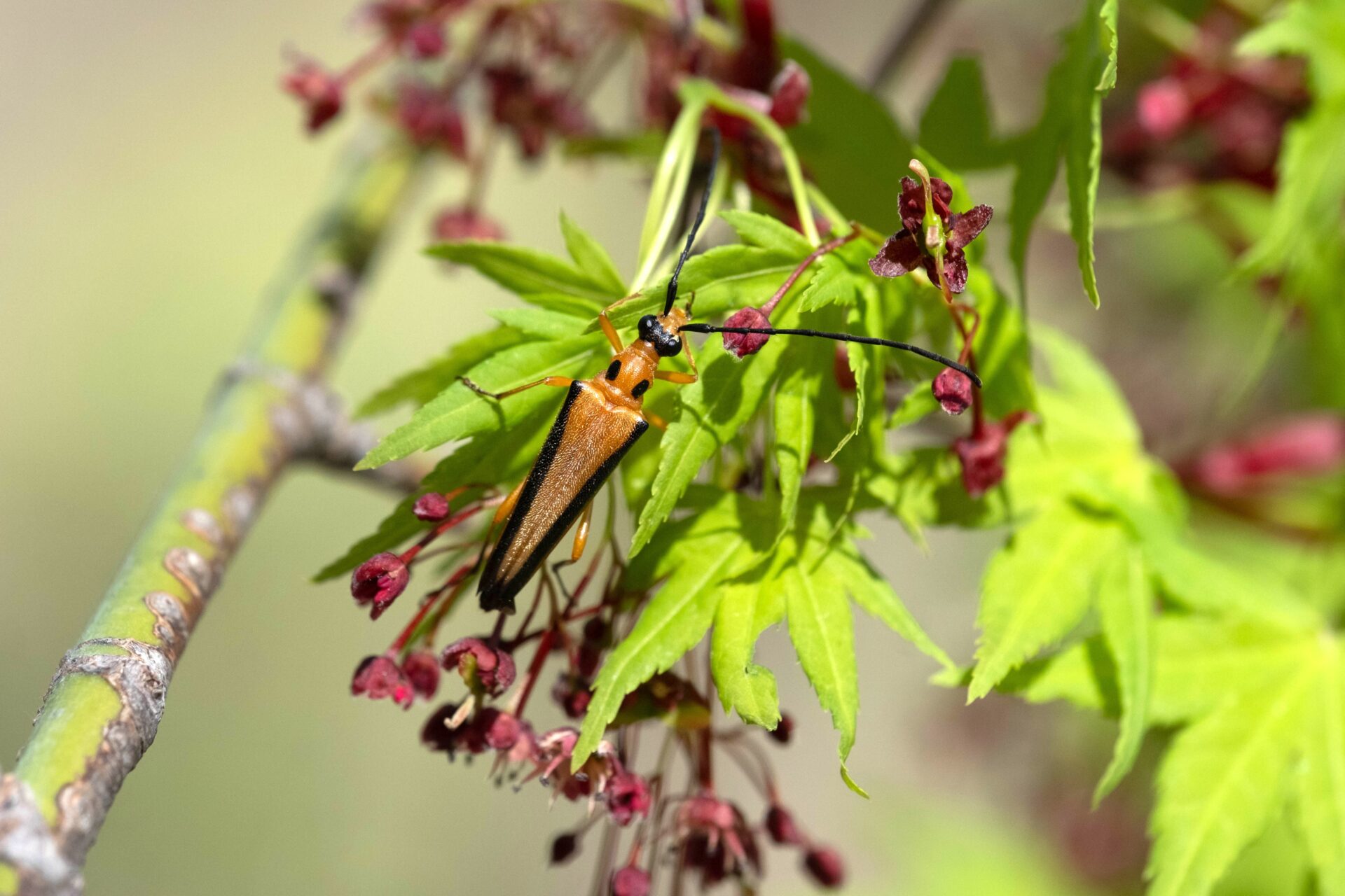 フォトギャラリー：カエデノヘリグロハナカミキリ - (4)