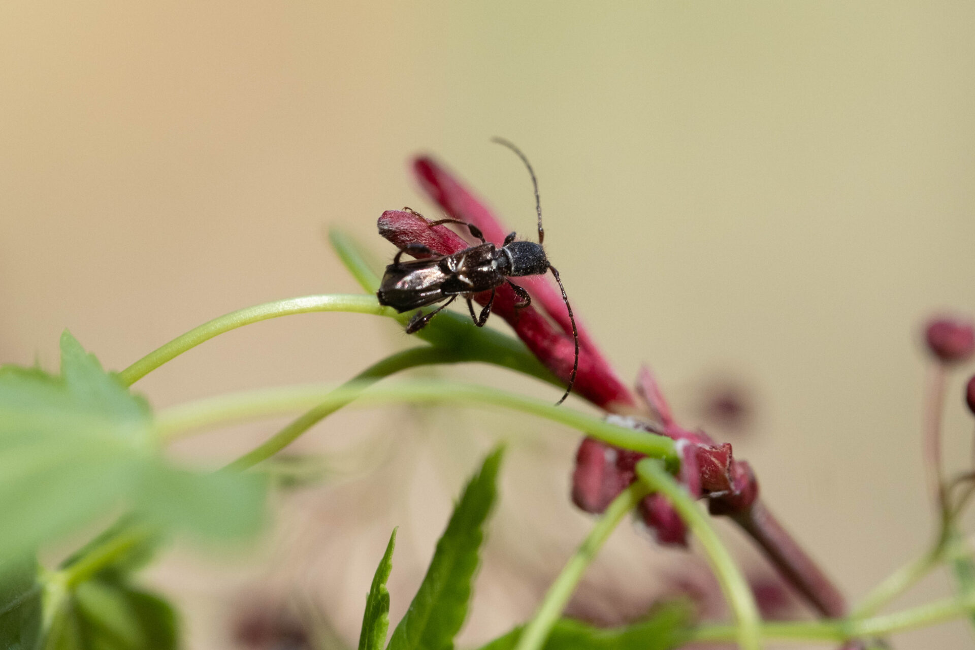 フォトギャラリー：オニヒゲナガコバネカミキリ - (2)