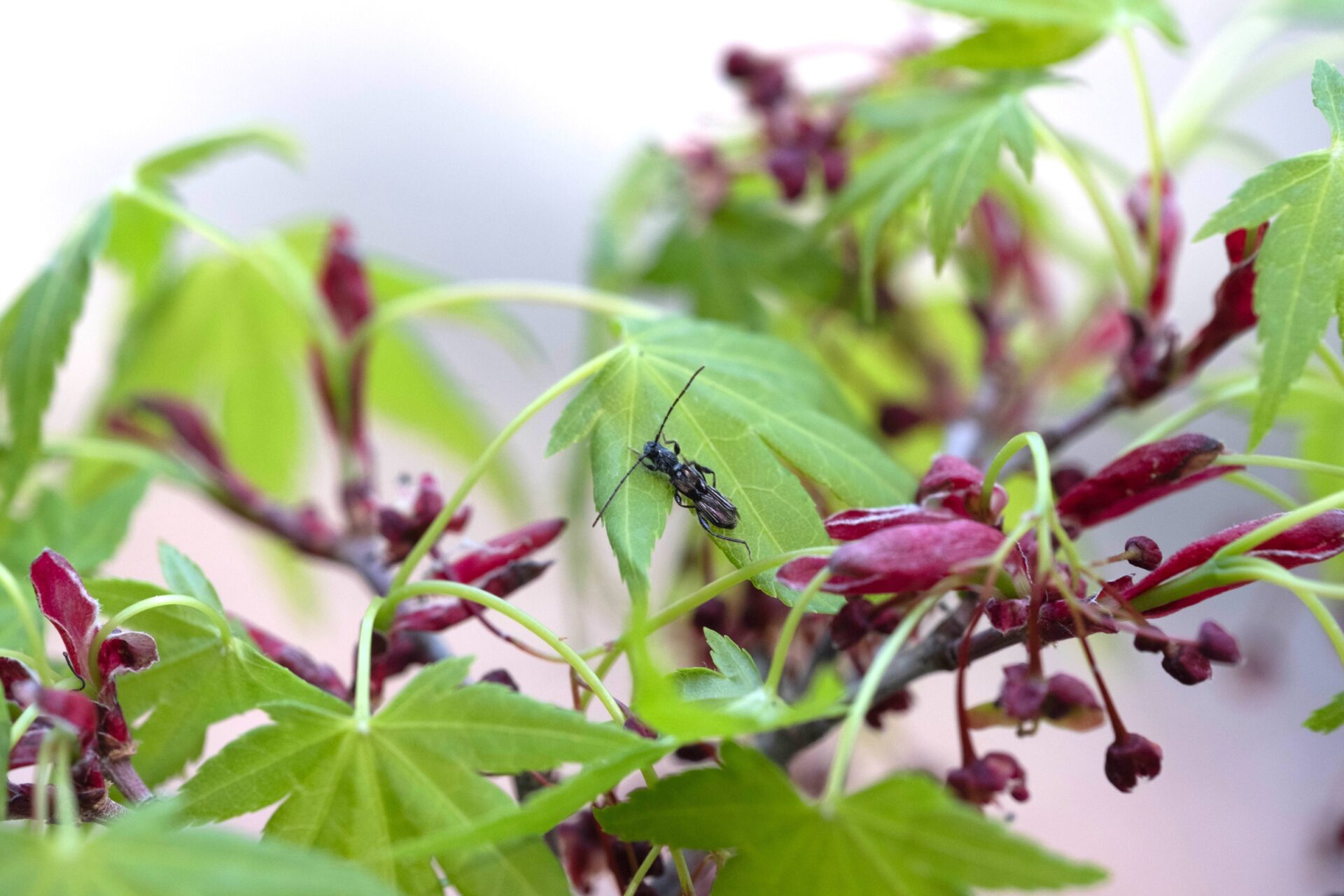 フォトギャラリー：カエデノヒゲナガコバネカミキリ - (2)