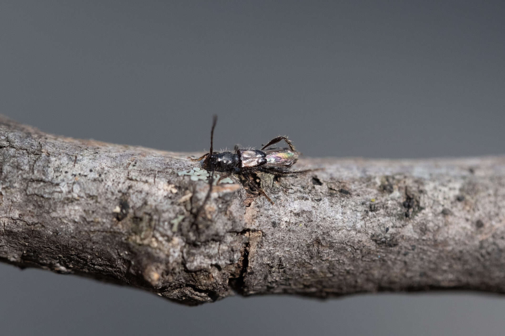 フォトギャラリー：カエデノヒゲナガコバネカミキリ - (3)