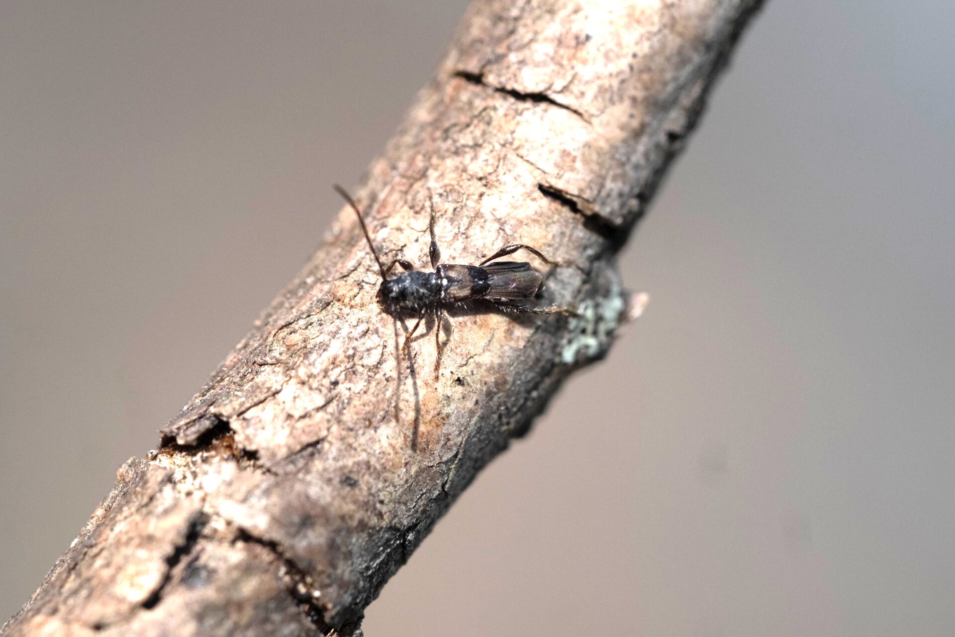 フォトギャラリー：カエデノヒゲナガコバネカミキリ