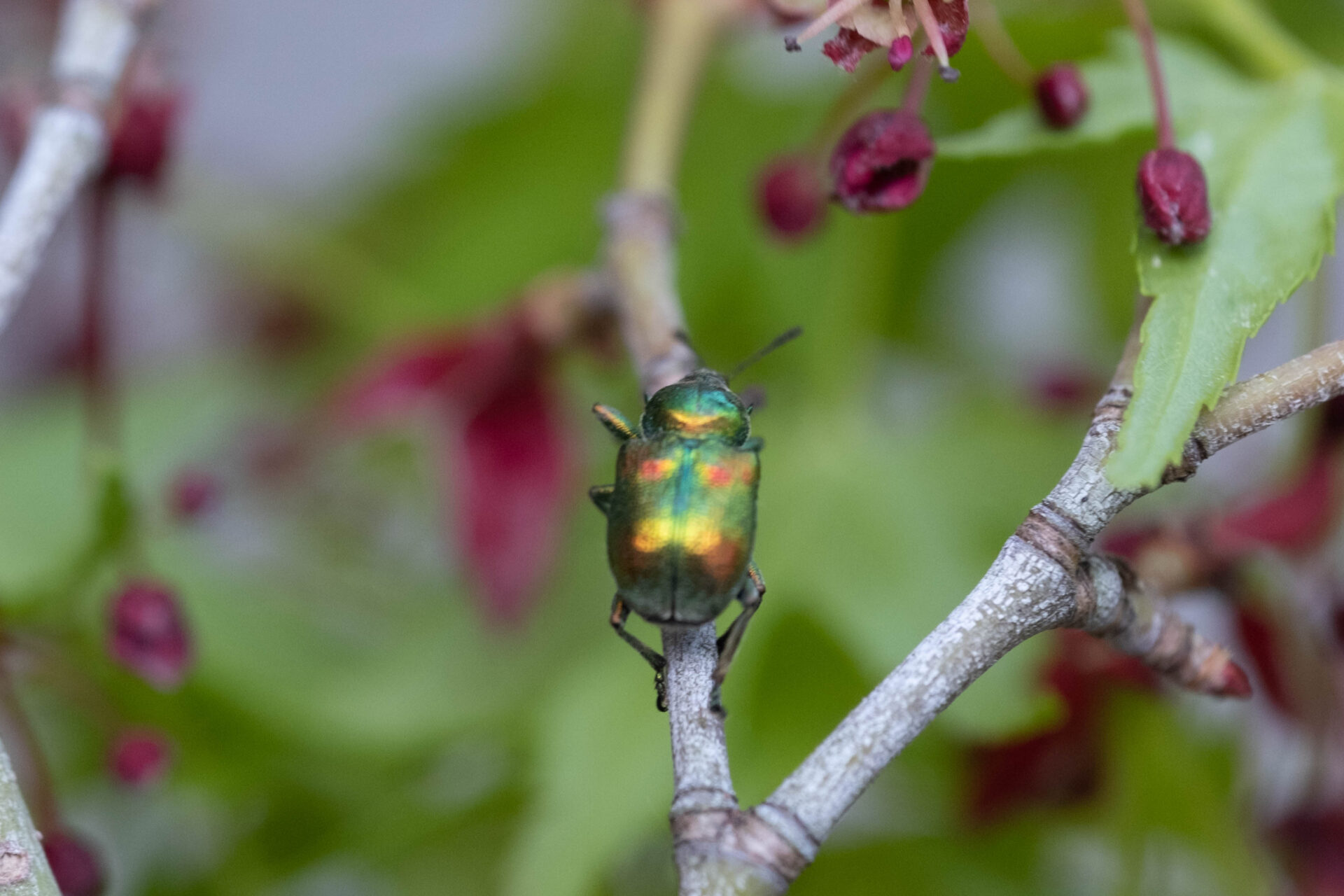 フォトギャラリー：ベニボシハマキチョッキリ
