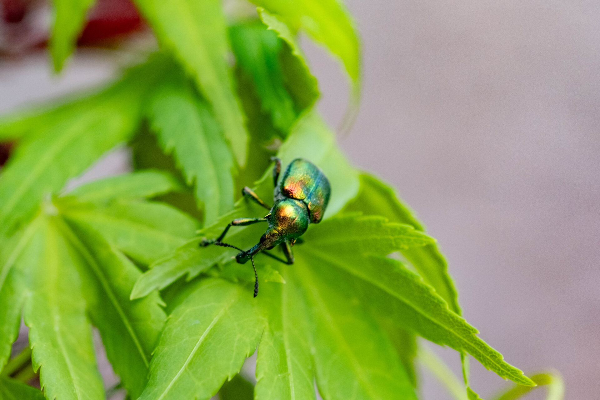 フォトギャラリー：ベニボシハマキチョッキリ - (2)