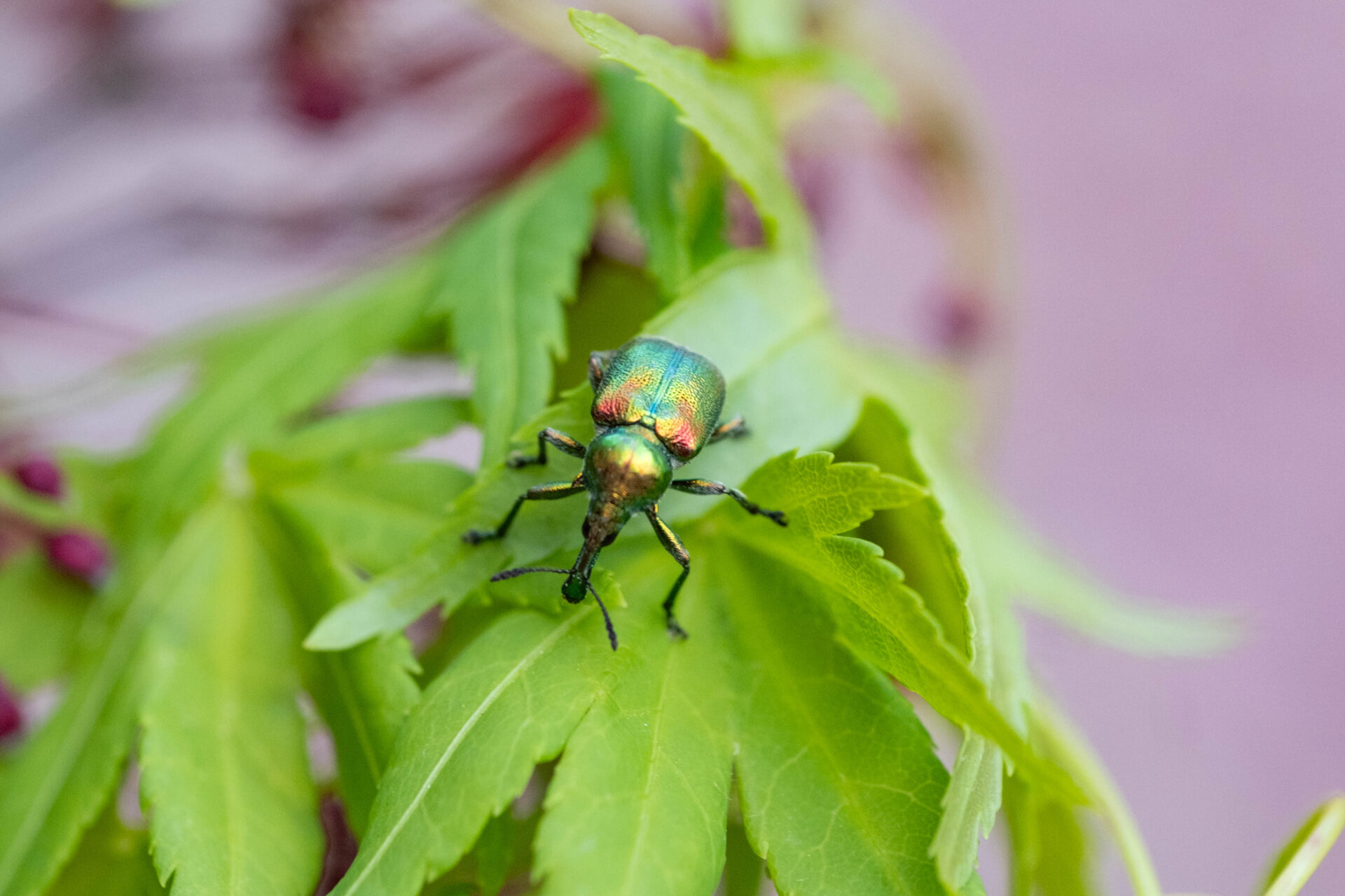 フォトギャラリー：ベニボシハマキチョッキリ - (3)