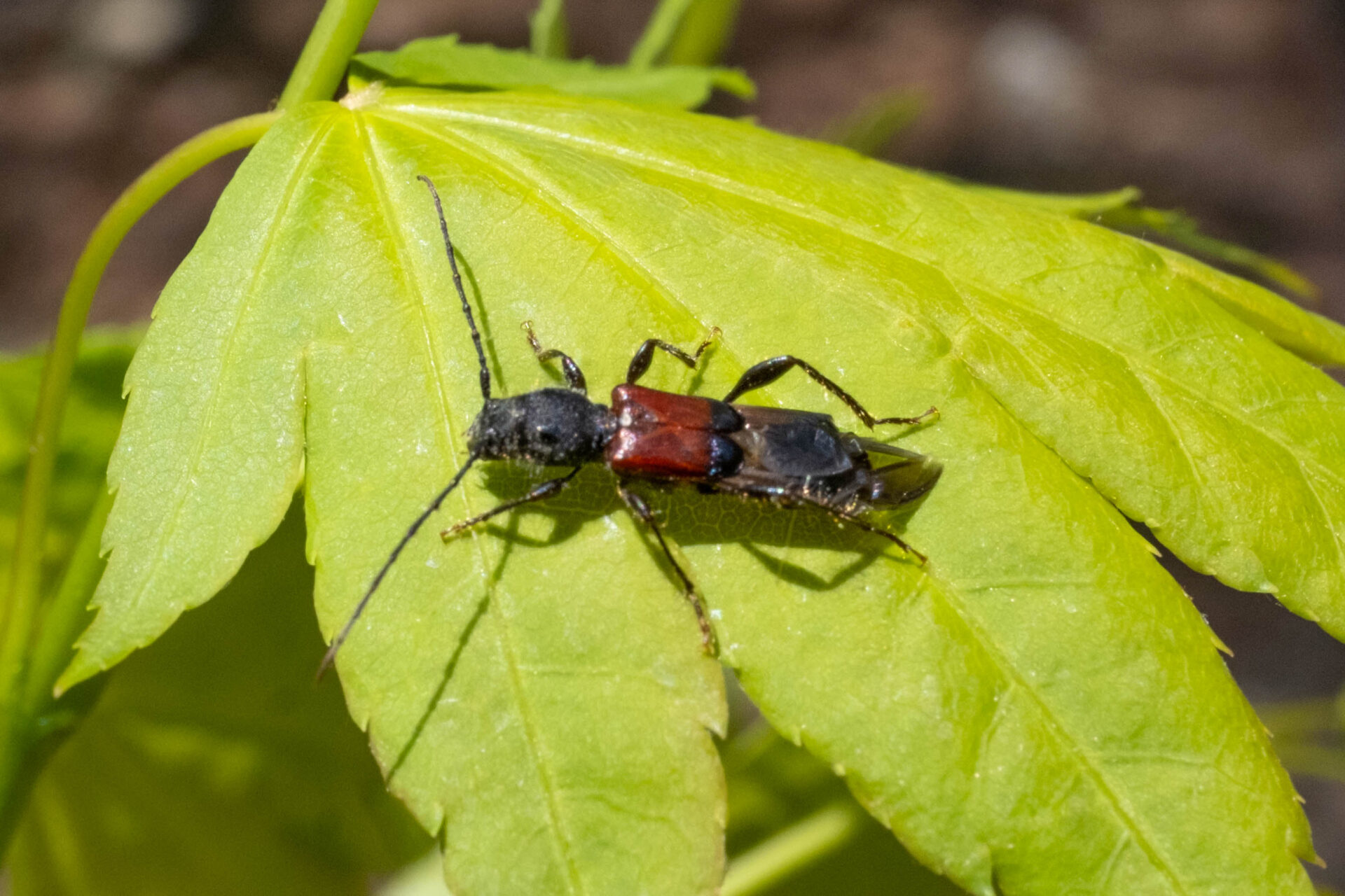 フォトギャラリー：ツジヒゲナガコバネコバネカミキリ