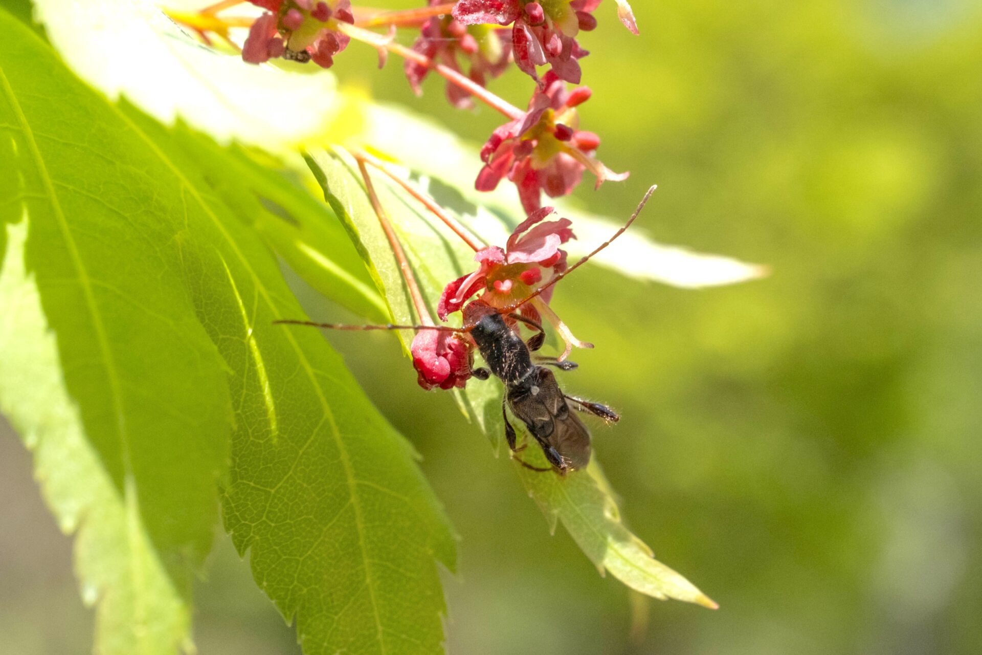 フォトギャラリー：オニヒゲナガコバネカミキリ - (2)