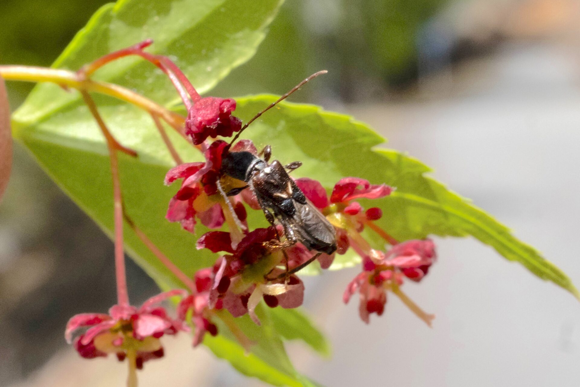 フォトギャラリー：オニヒゲナガコバネカミキリ - (3)